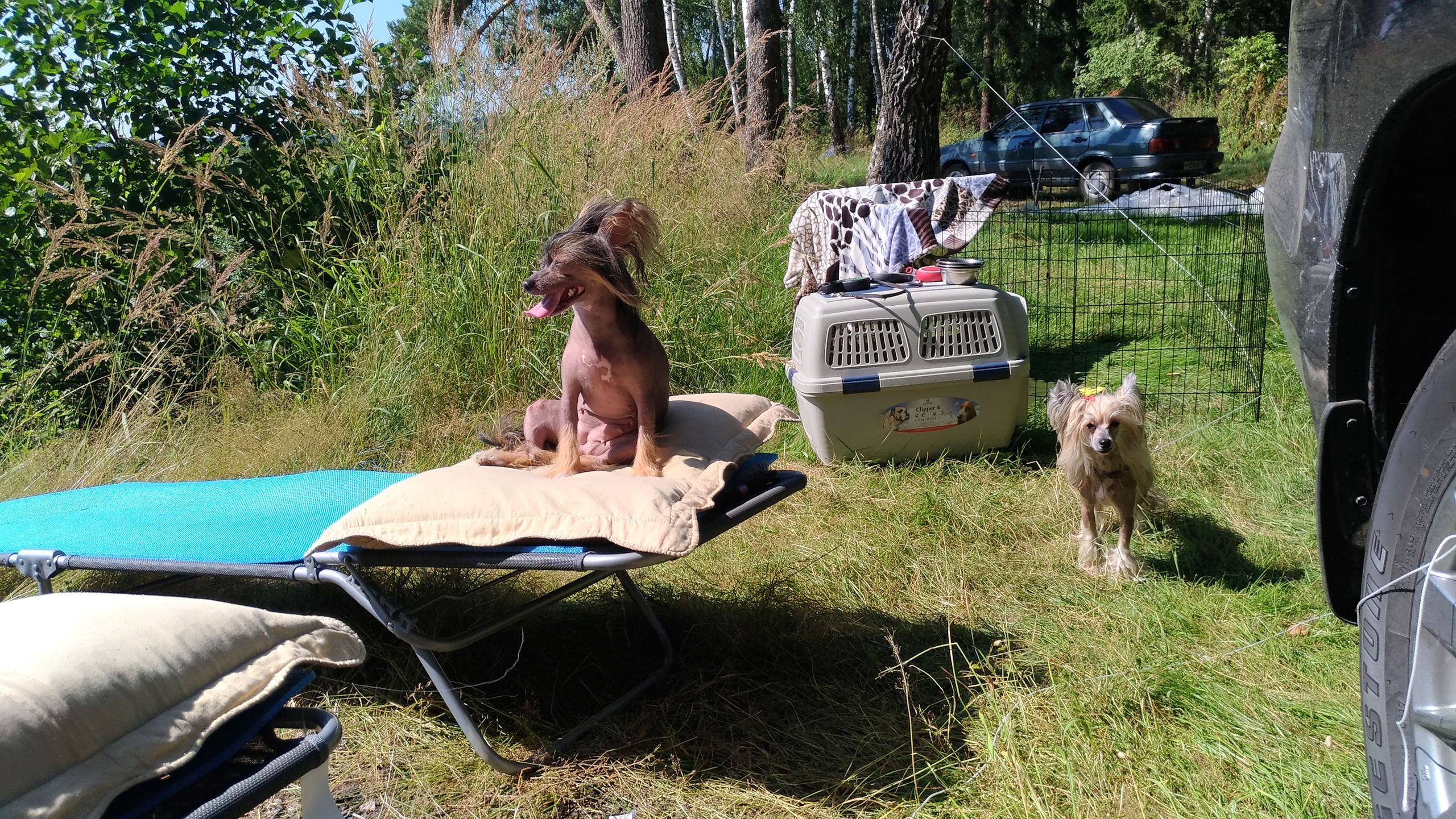 Hike to Konakovo. Poale Ell Chinese Crested Dog Kennel: Buy a puppy from the kennel