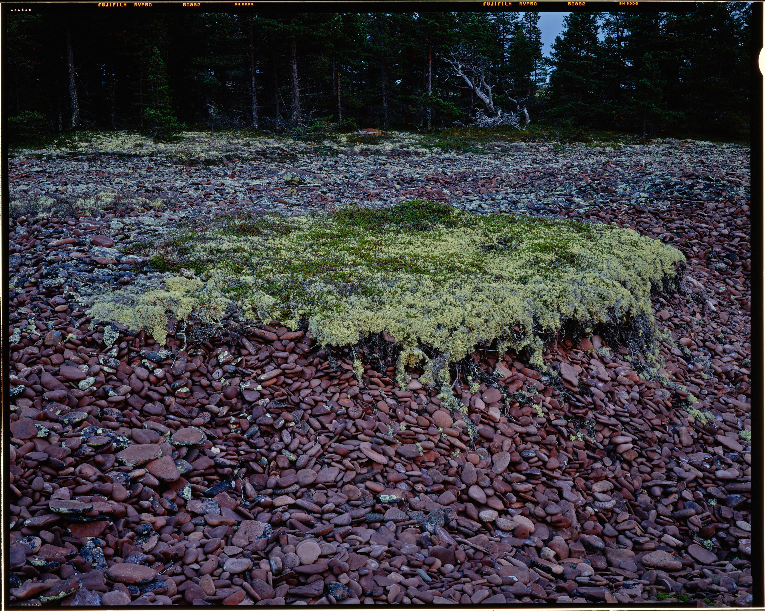 Полевая фотосъёмка форматными камерами. Multica. Мастерская камер большого формата