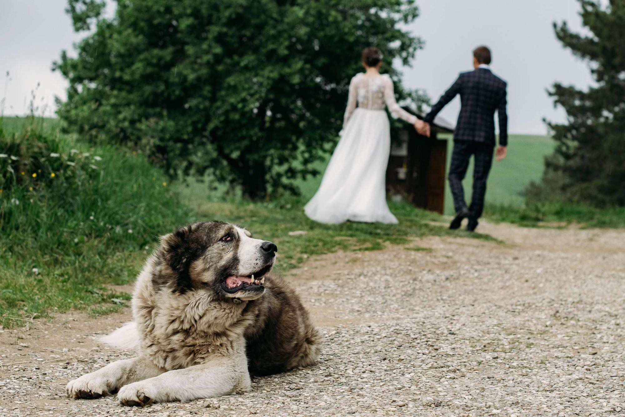 ЛОВИ МОМЕНТ. Свадебный фотограф в Ставрополе Сергей Шляхов