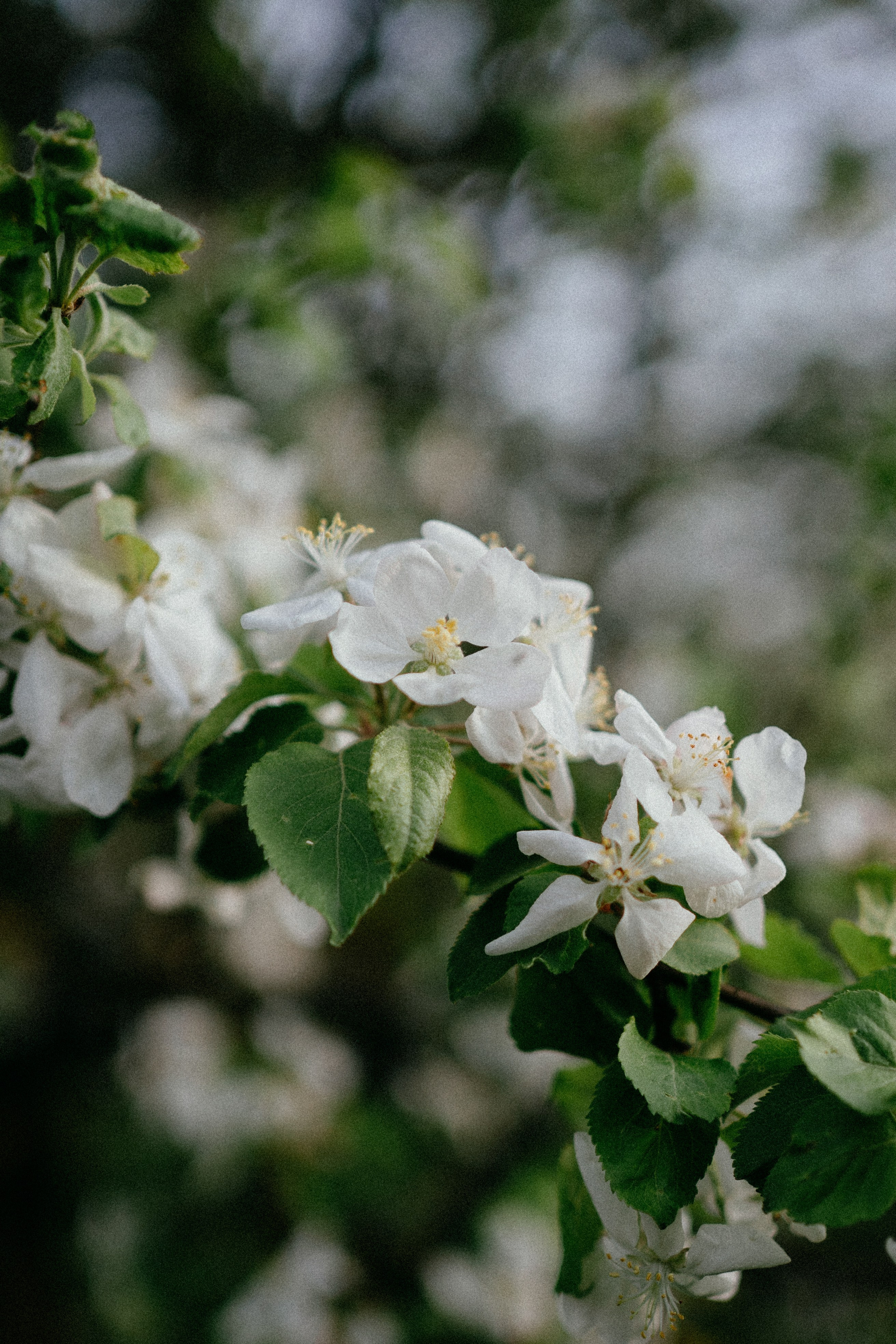 Dunechka. Фотограф в Москве Маша Игитова