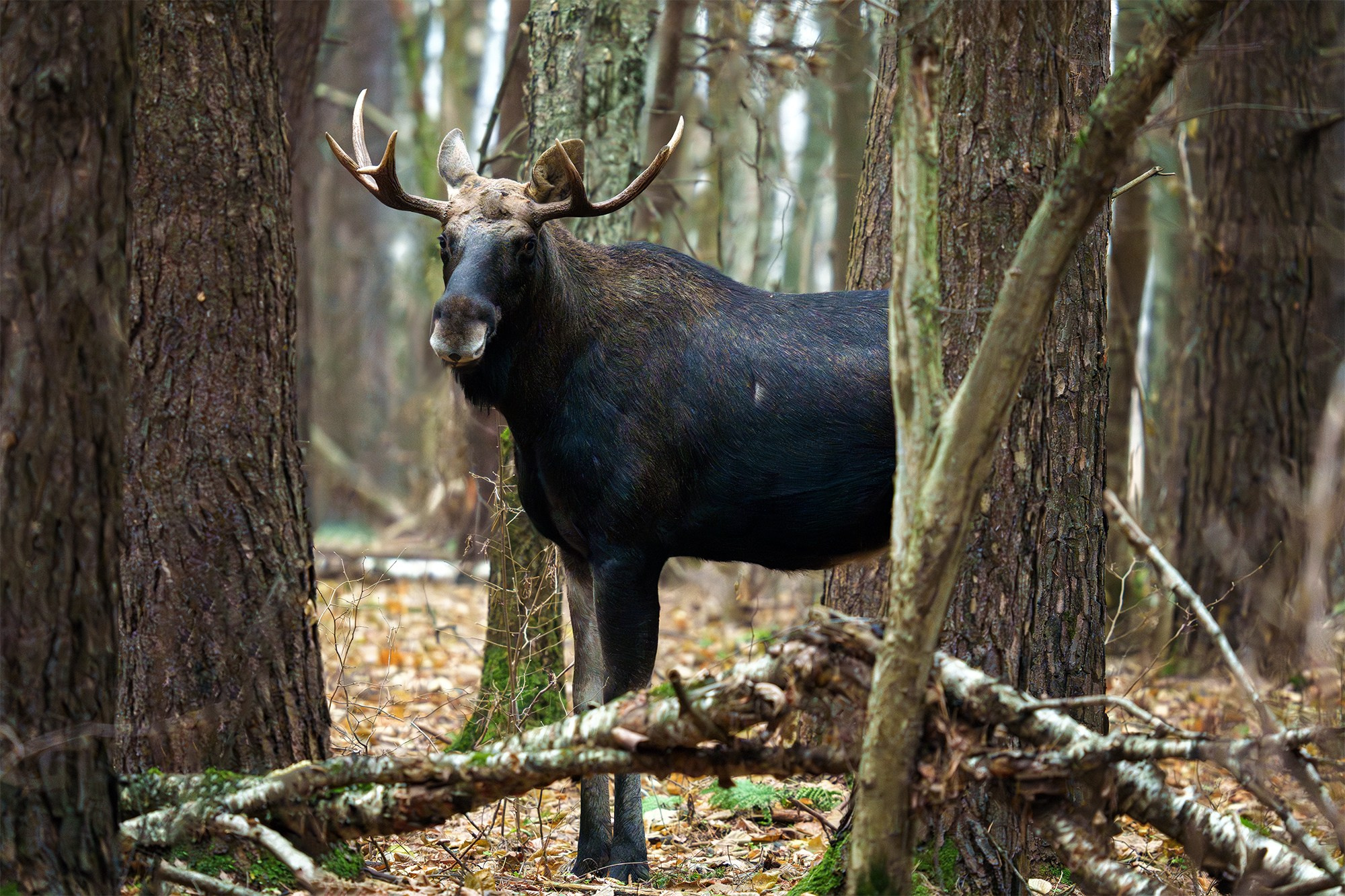 Животные. Ваш личный фотограф Марина Волкова