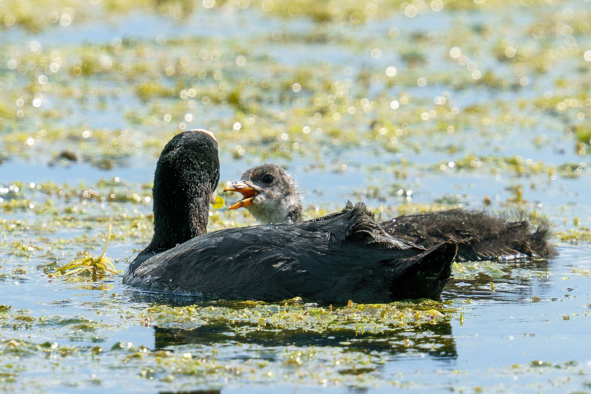Удивительные мир птиц. Вокруг нас столько прекрасного — присмотритесь!. Ваш личный фотограф Марина Волкова