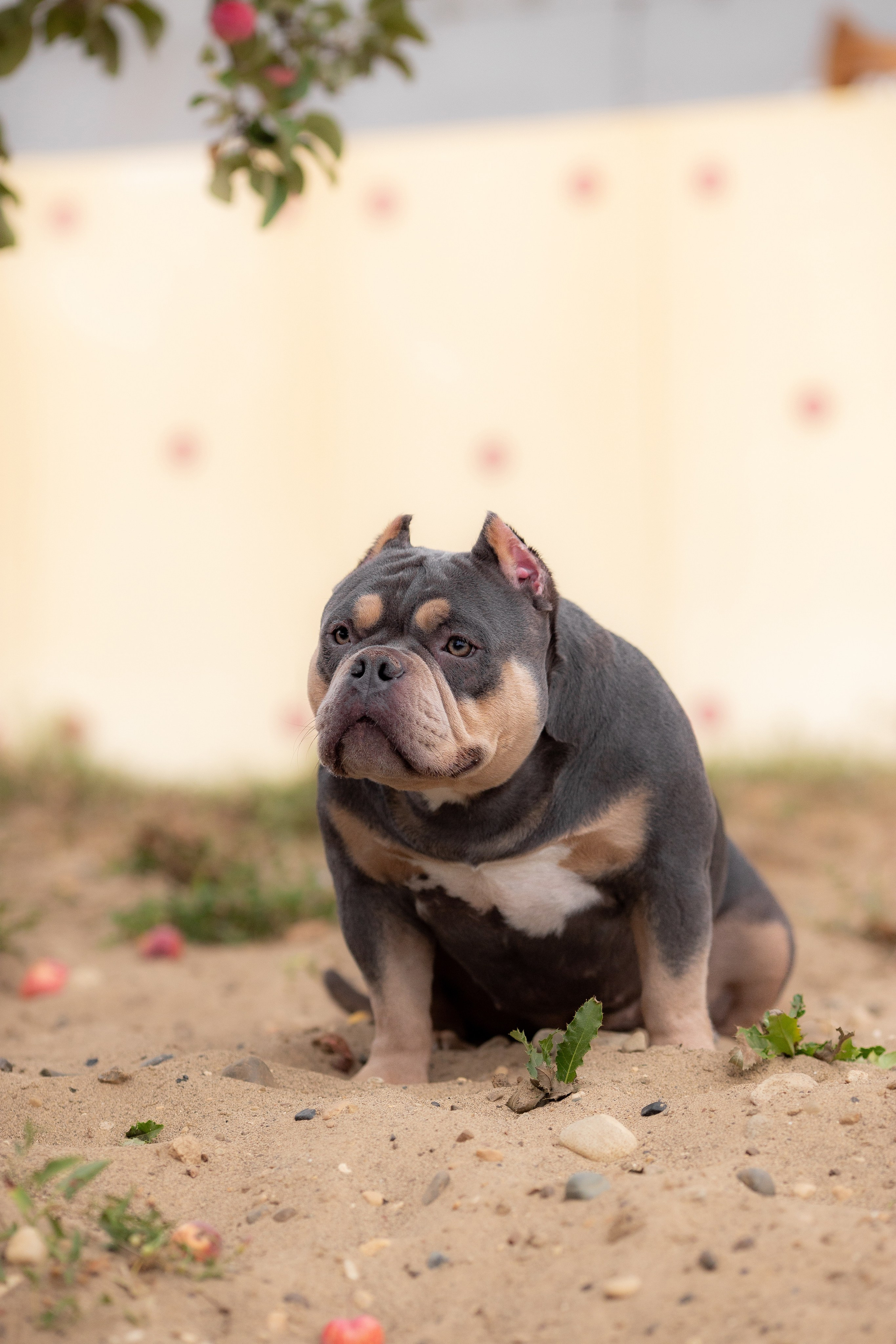 Наталья и булли. Фотограф Анималист в Перми Анастасия Остерман