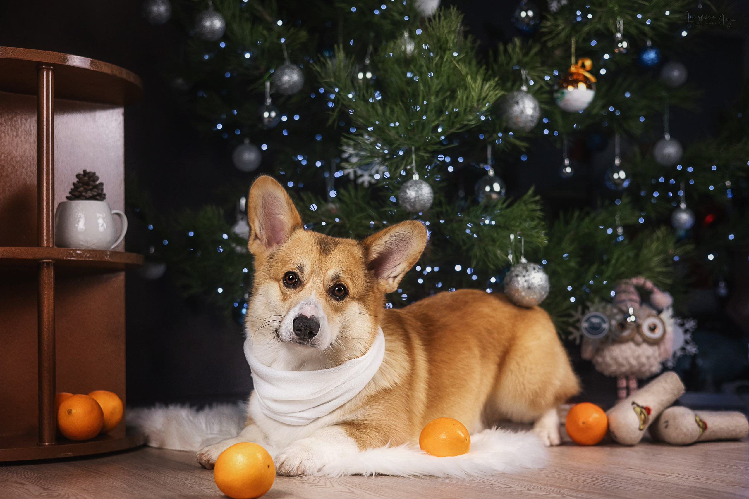 Фотодень_1 2025. Фотограф анималист Аня Ливанова | Рыбинск