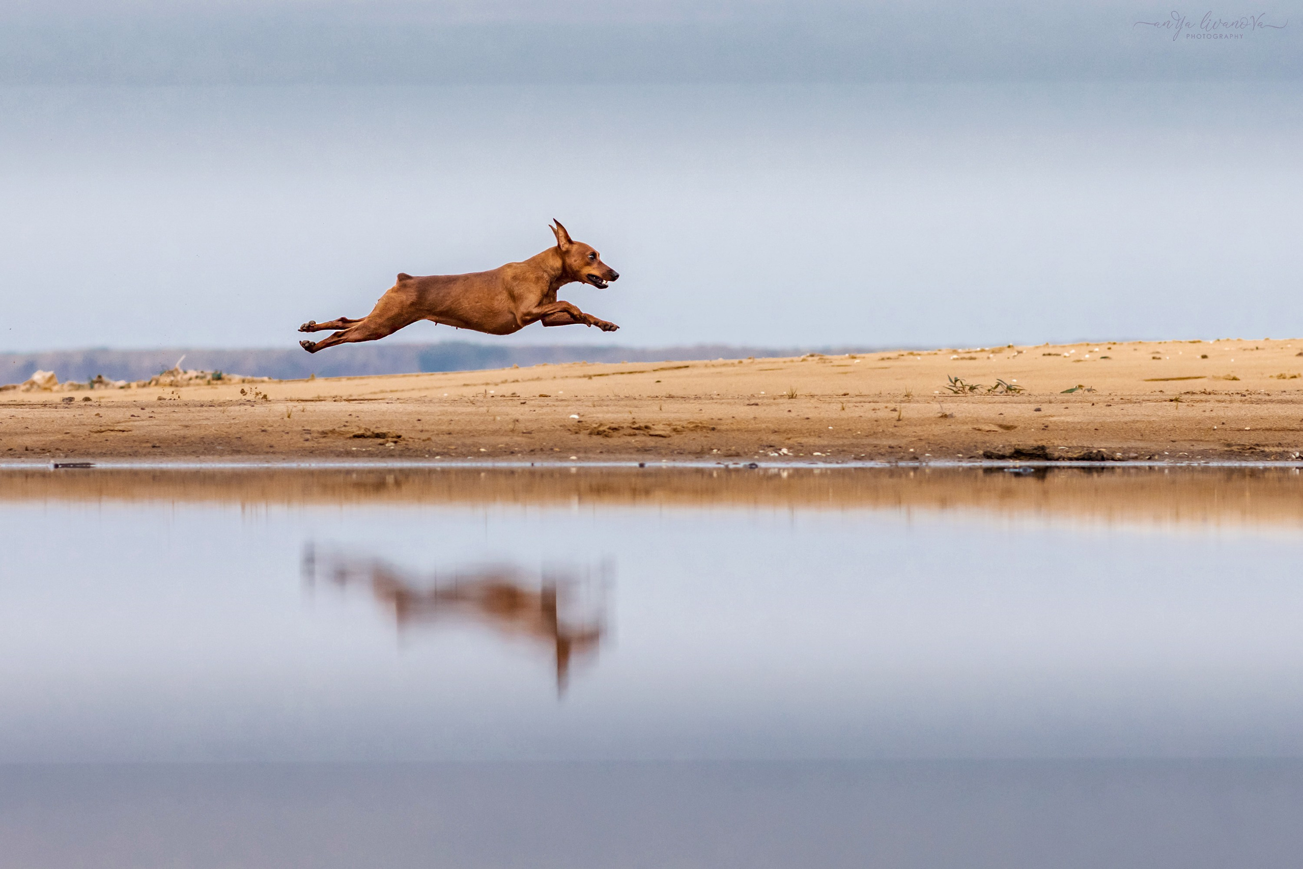 Киви на берегу. Фотограф анималист Аня Ливанова | Рыбинск