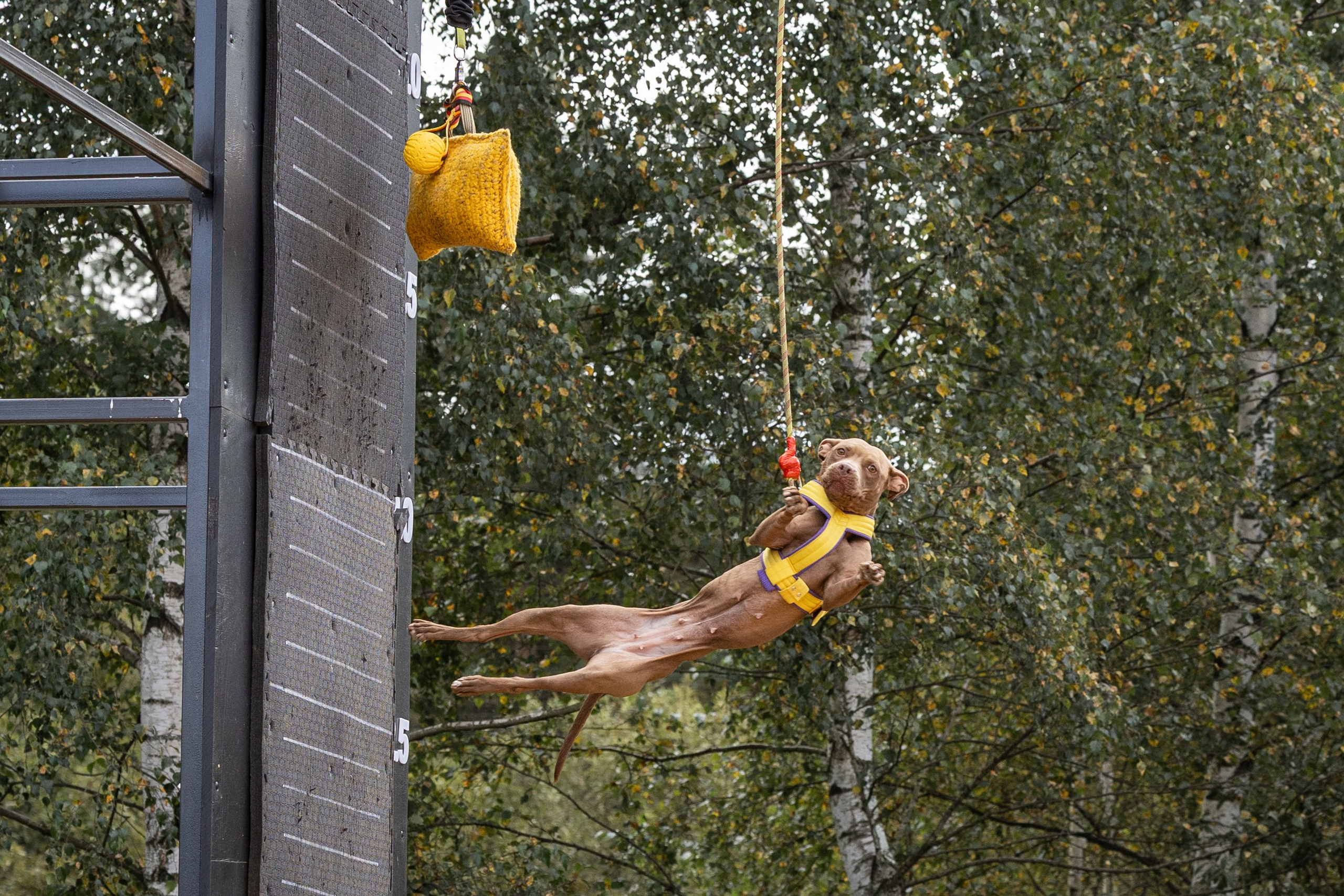 Jump'n'Gym. Виктория Михайловская. Фотограф-анималист. Москва