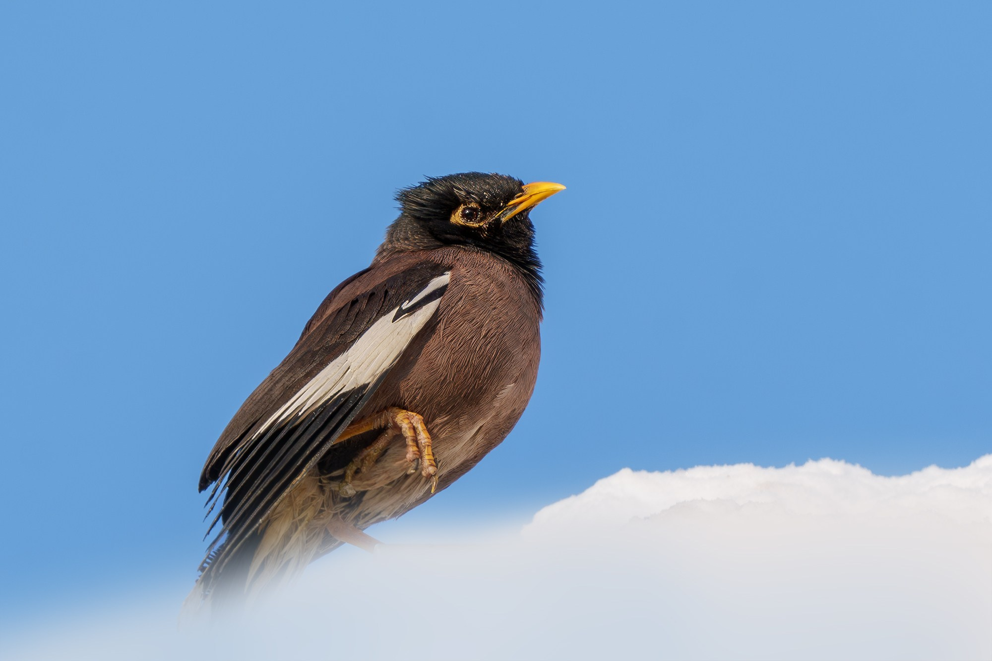 Удивительные мир птиц. Вокруг нас столько прекрасного — присмотритесь!. Ваш личный фотограф Марина Волкова