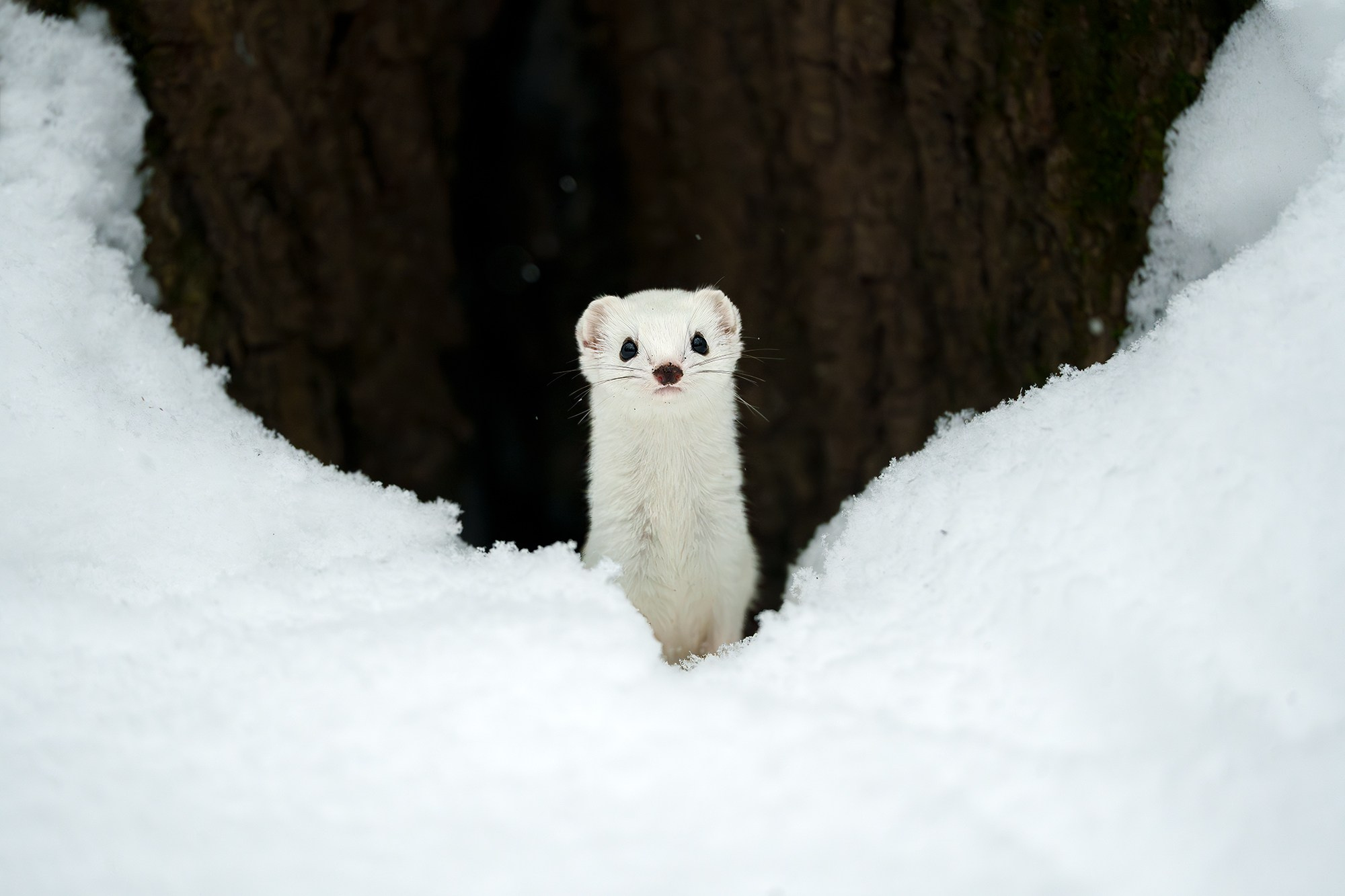 Животные. Ваш личный фотограф Марина Волкова