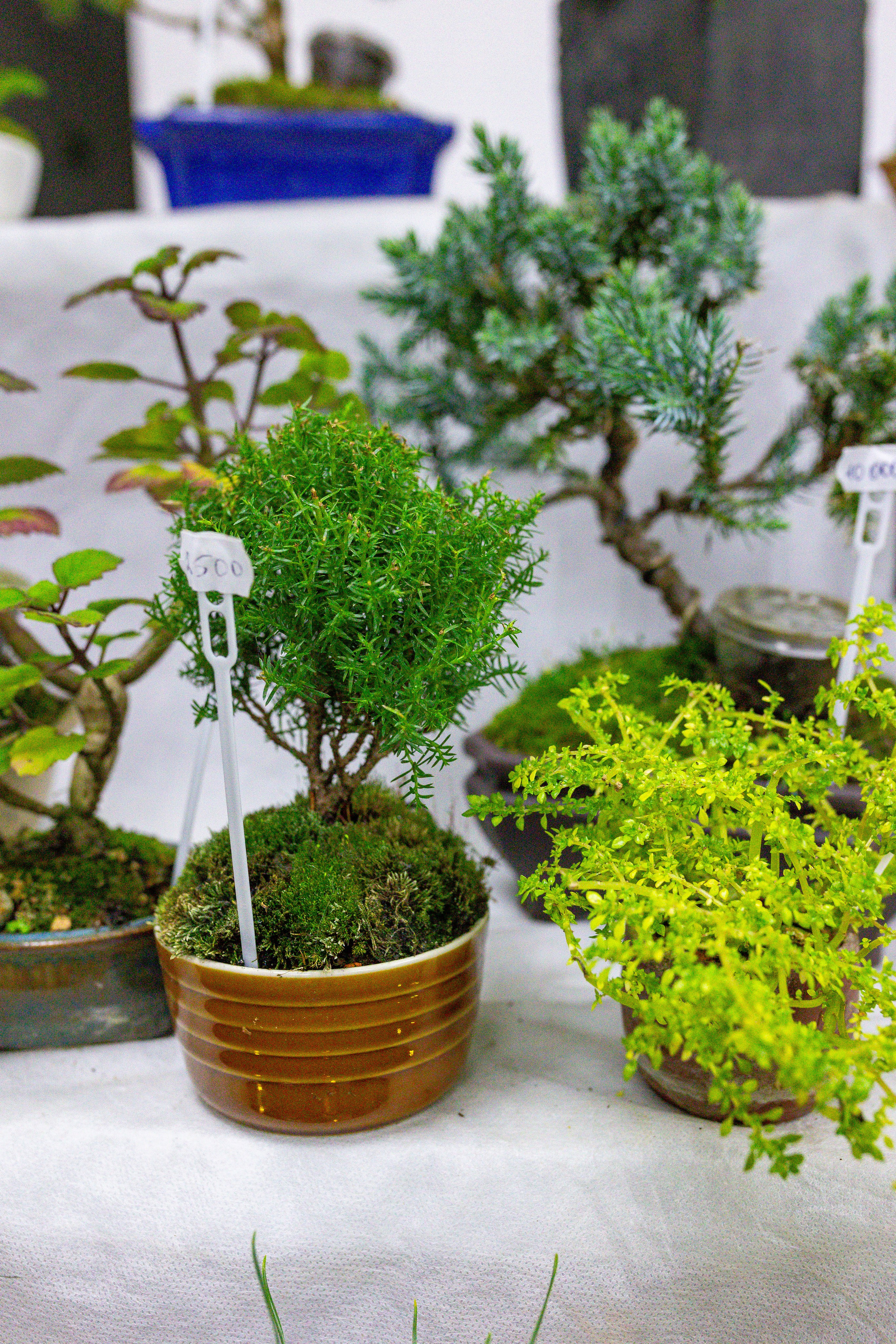 Орхидиум сентябрь 2025. Александра Куликова фотограф, Москва