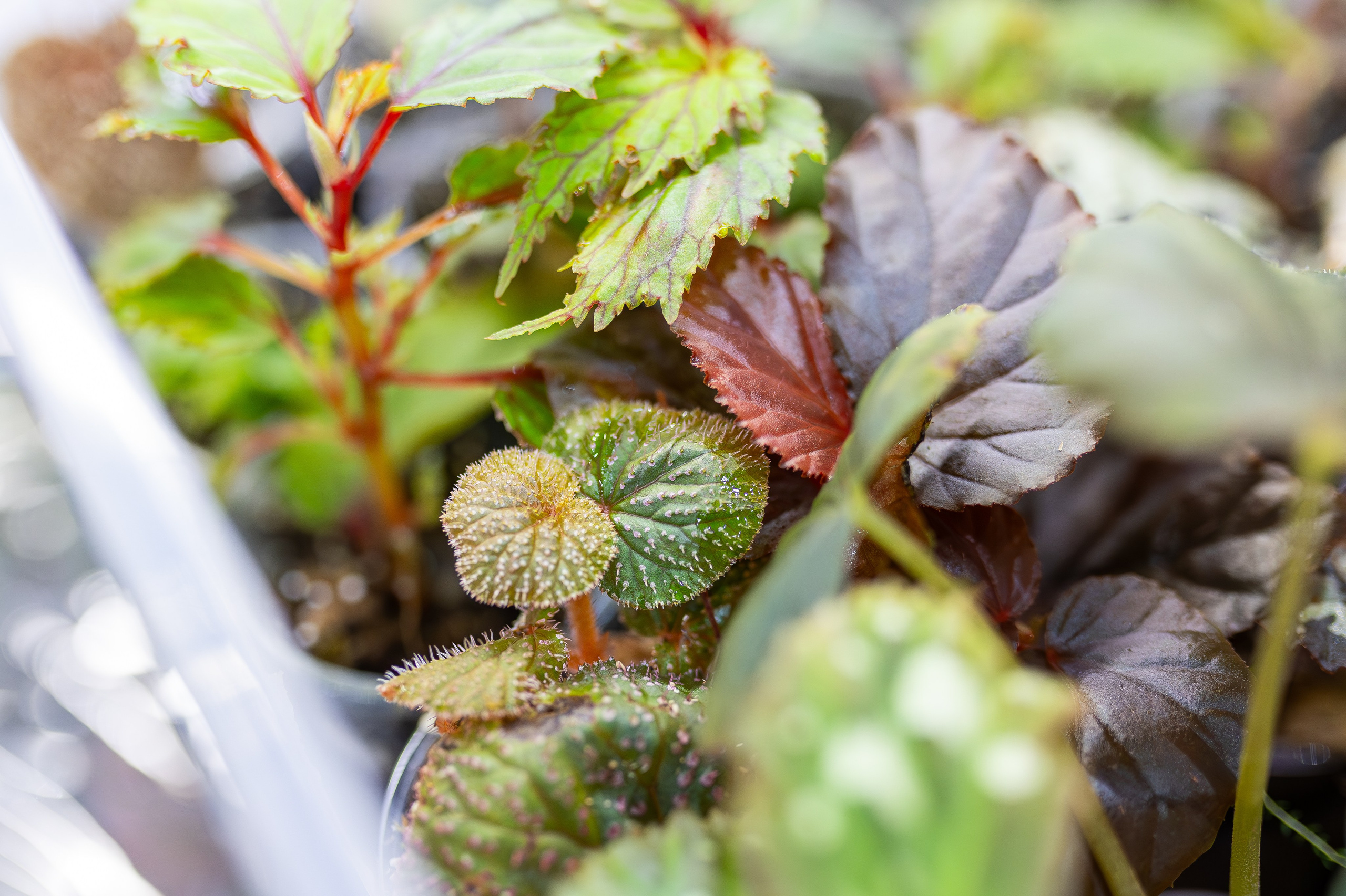 Орхидиум май 2025. Александра Куликова фотограф, Москва
