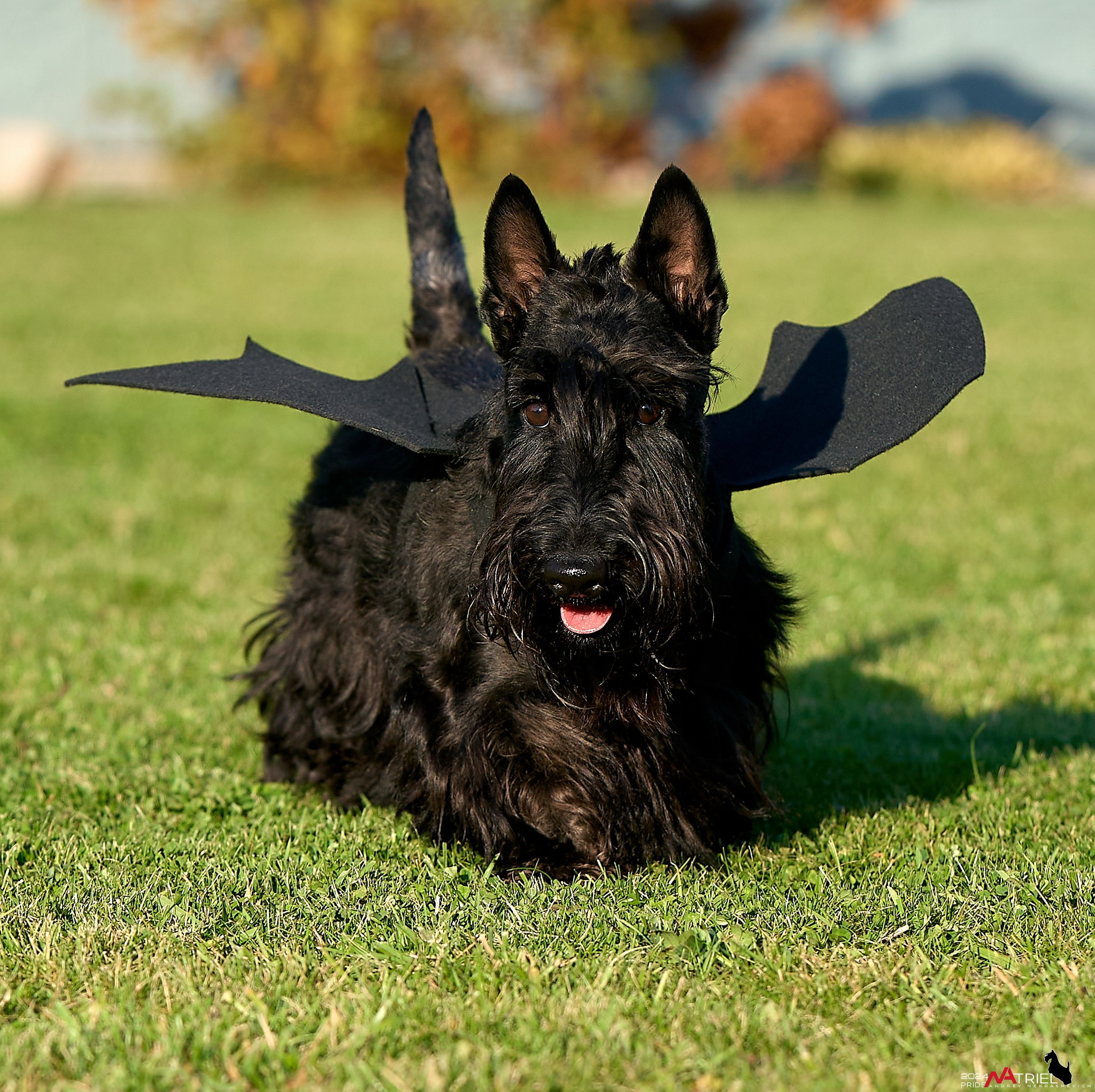 Репортаж со встречи питомника