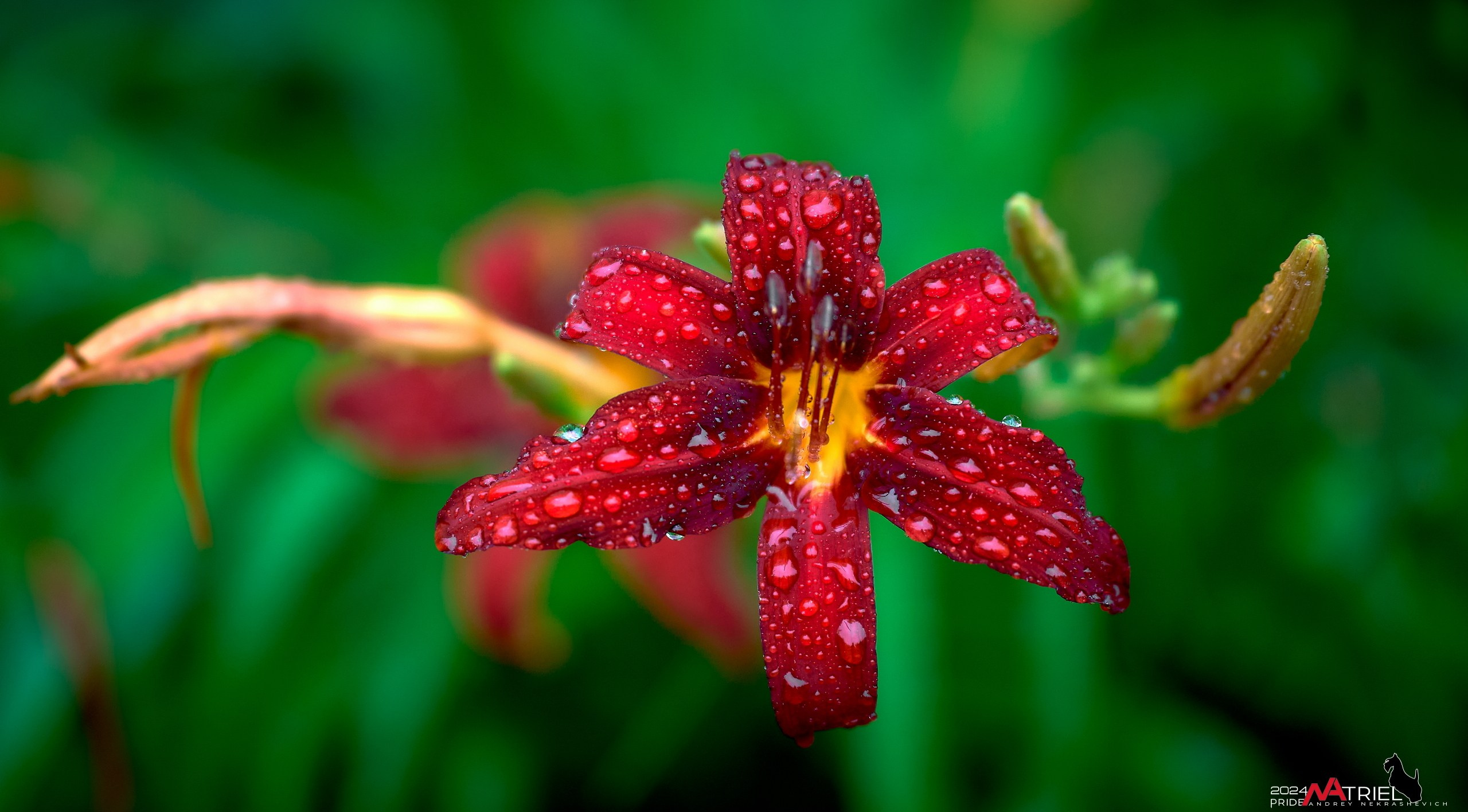 Съемка природы после дождя
