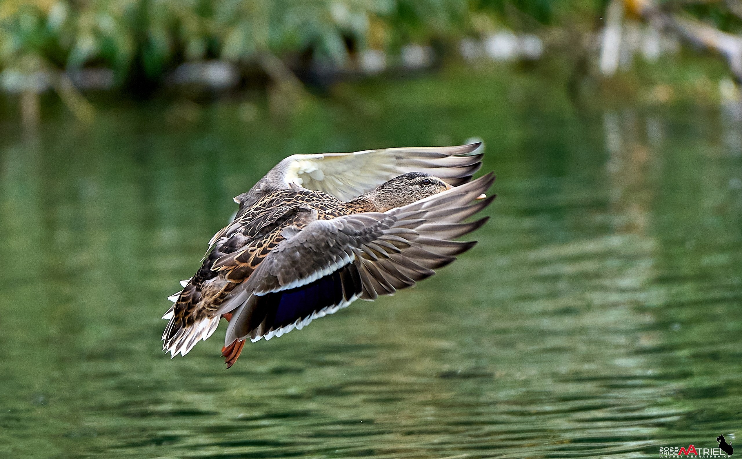 Утки на пруду