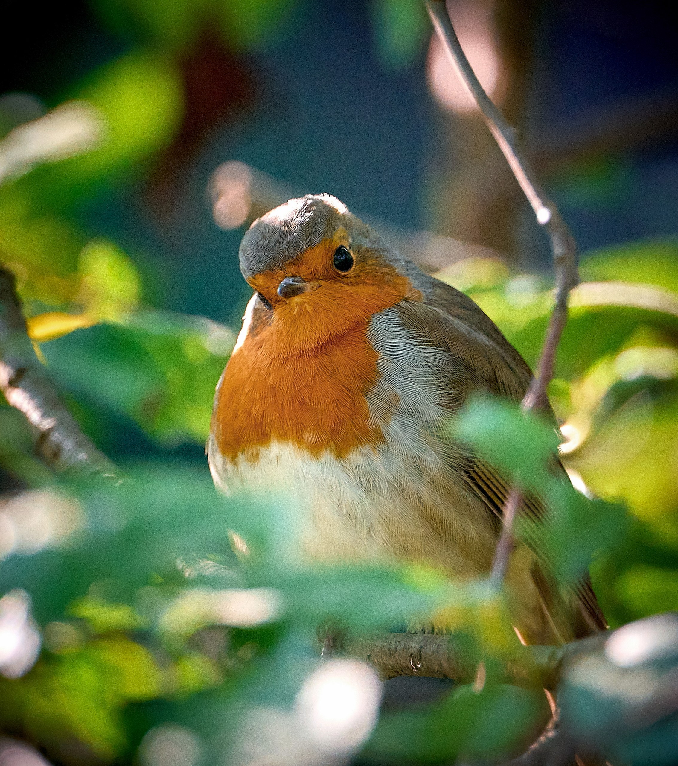 Фото птиц — галерея NATRIEL