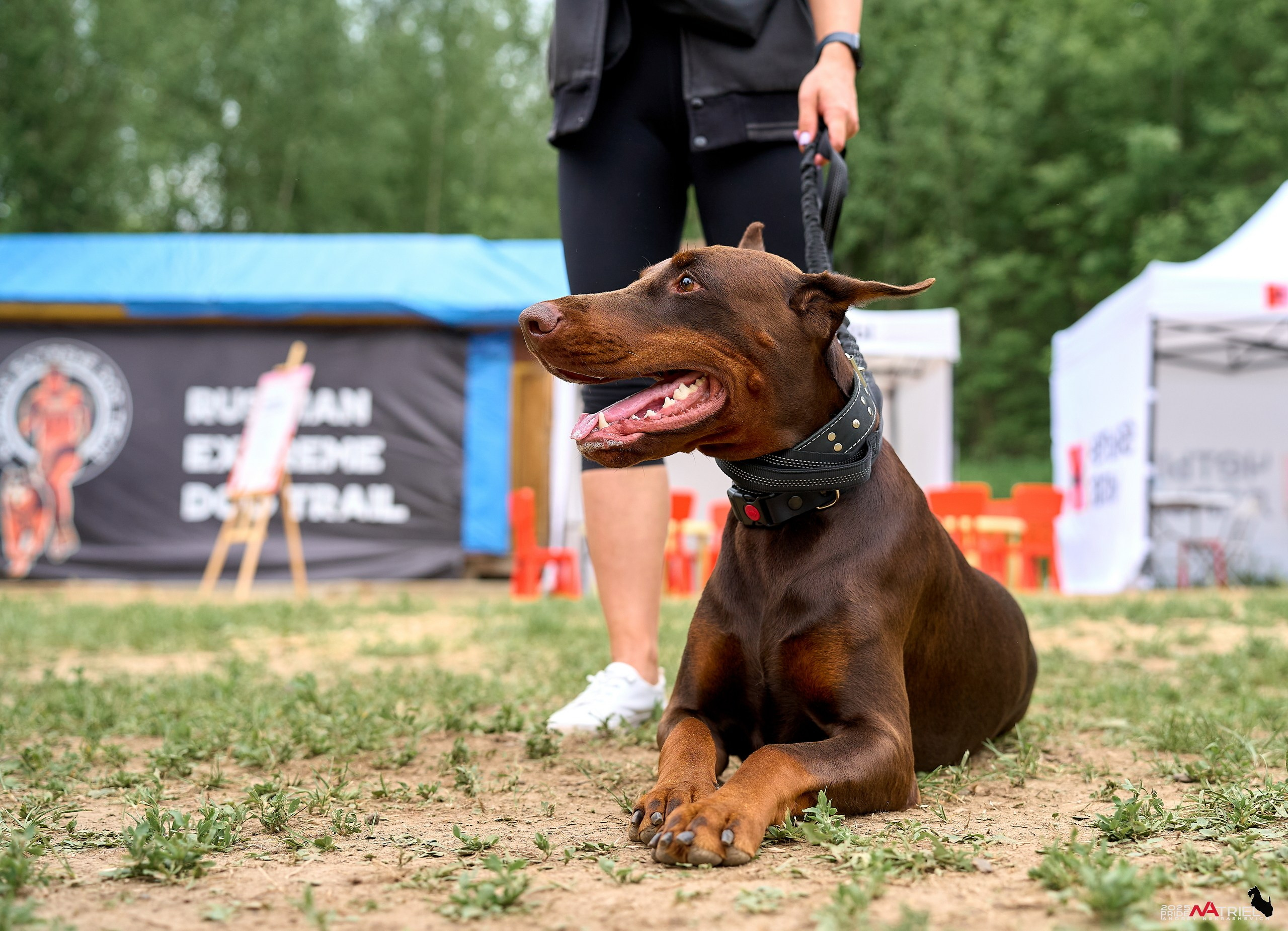 Russian Extreme Dog Trail — 2025