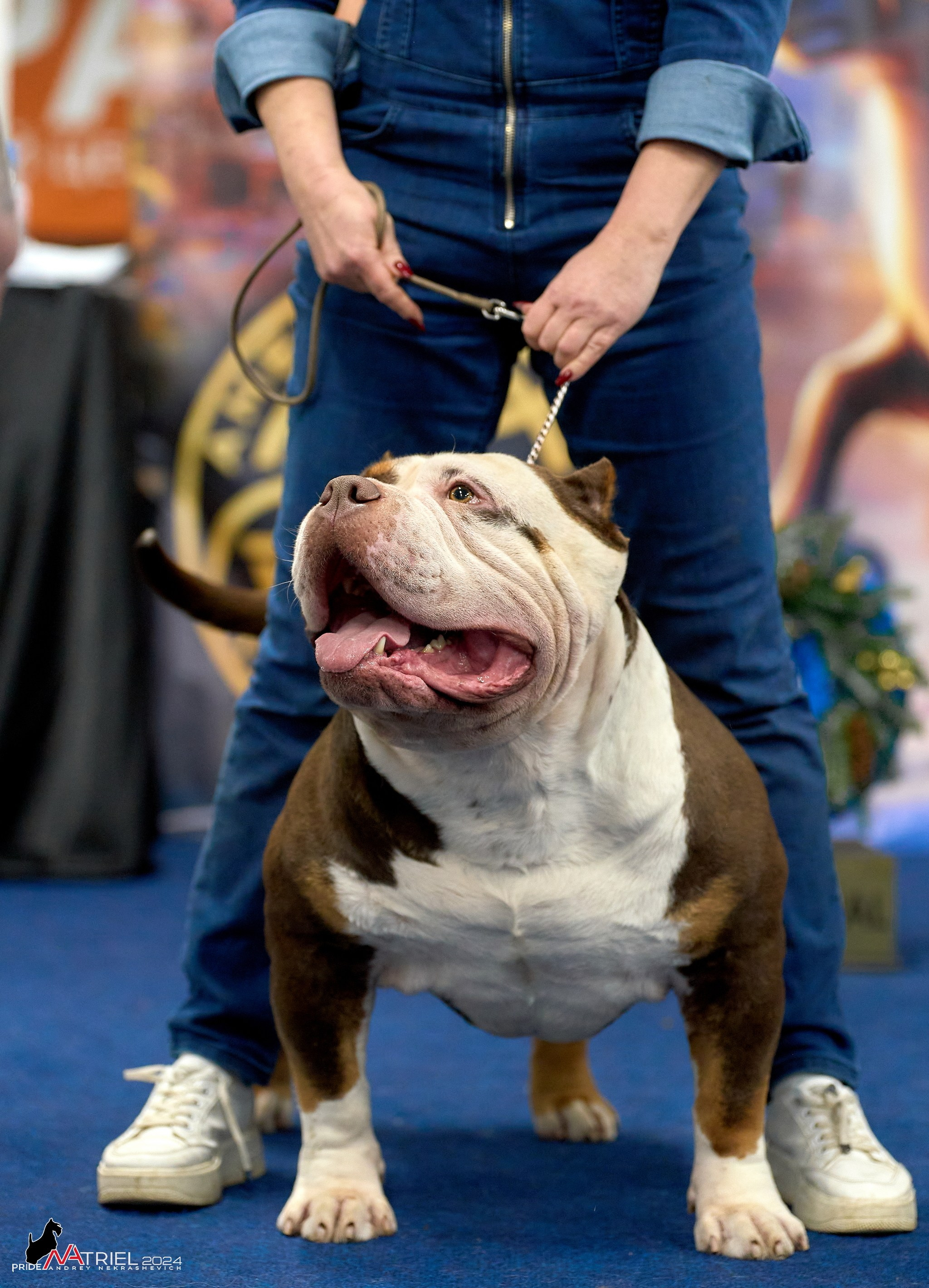 Съемка на выставке БуллиШоу