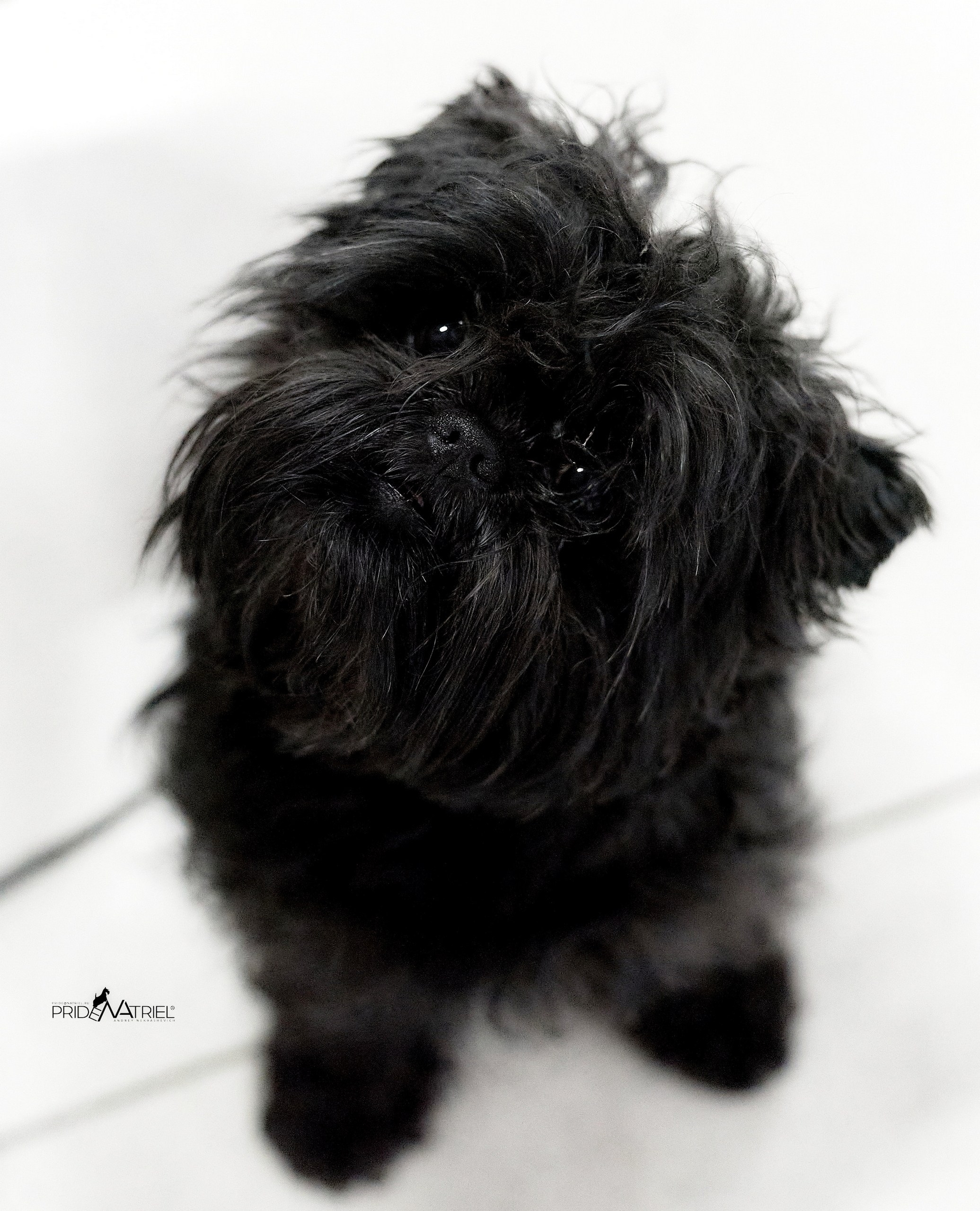 Портреты собак — галерея NATRIEL