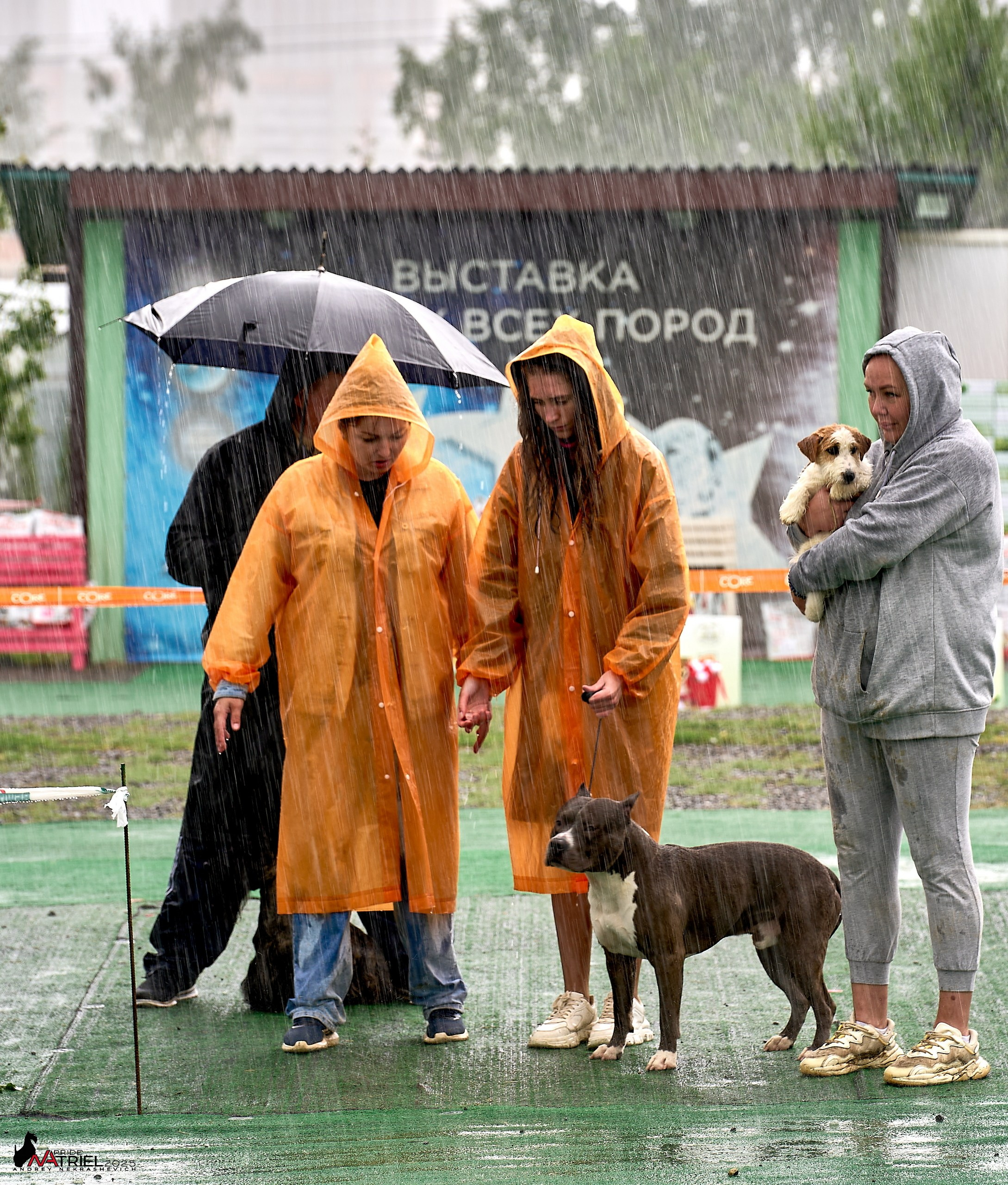 Репортаж с выставки собак