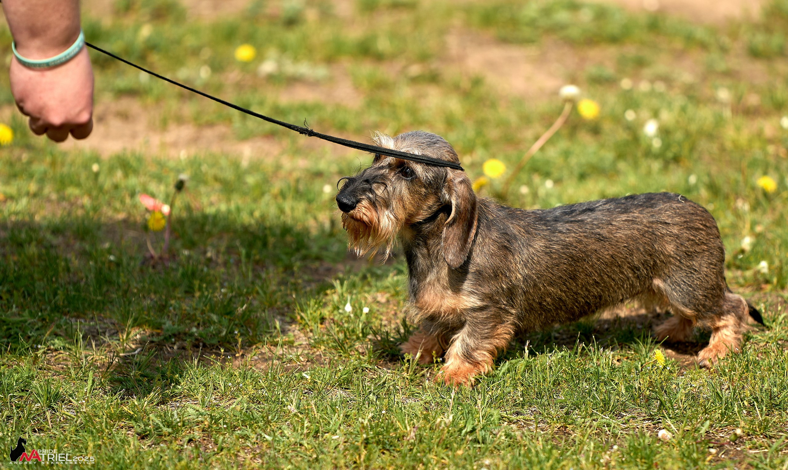 Выставка собак Суздаль-Владимир