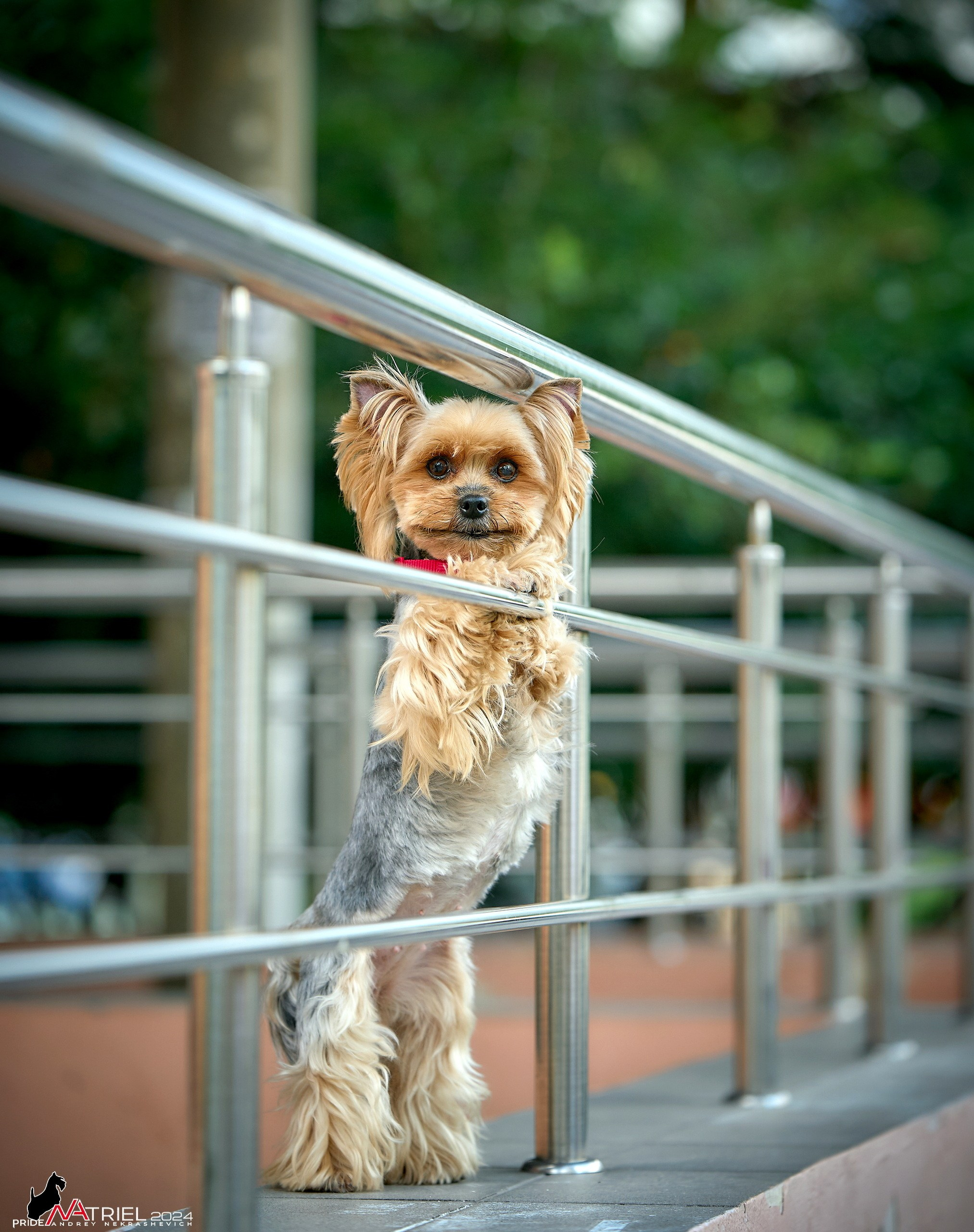 Фотопрогулка с собаками Бася и Циля