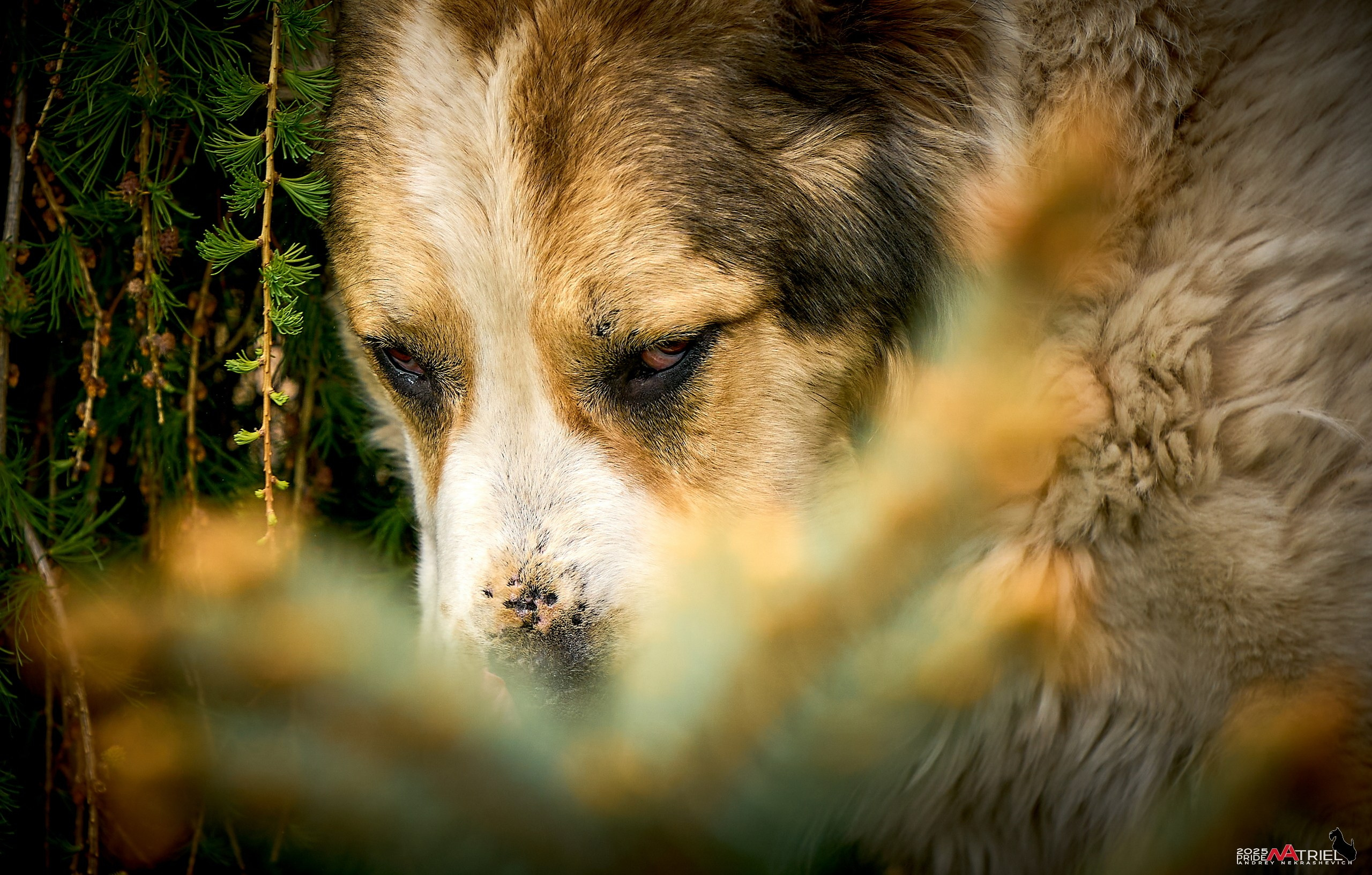 Съемка в питомнике