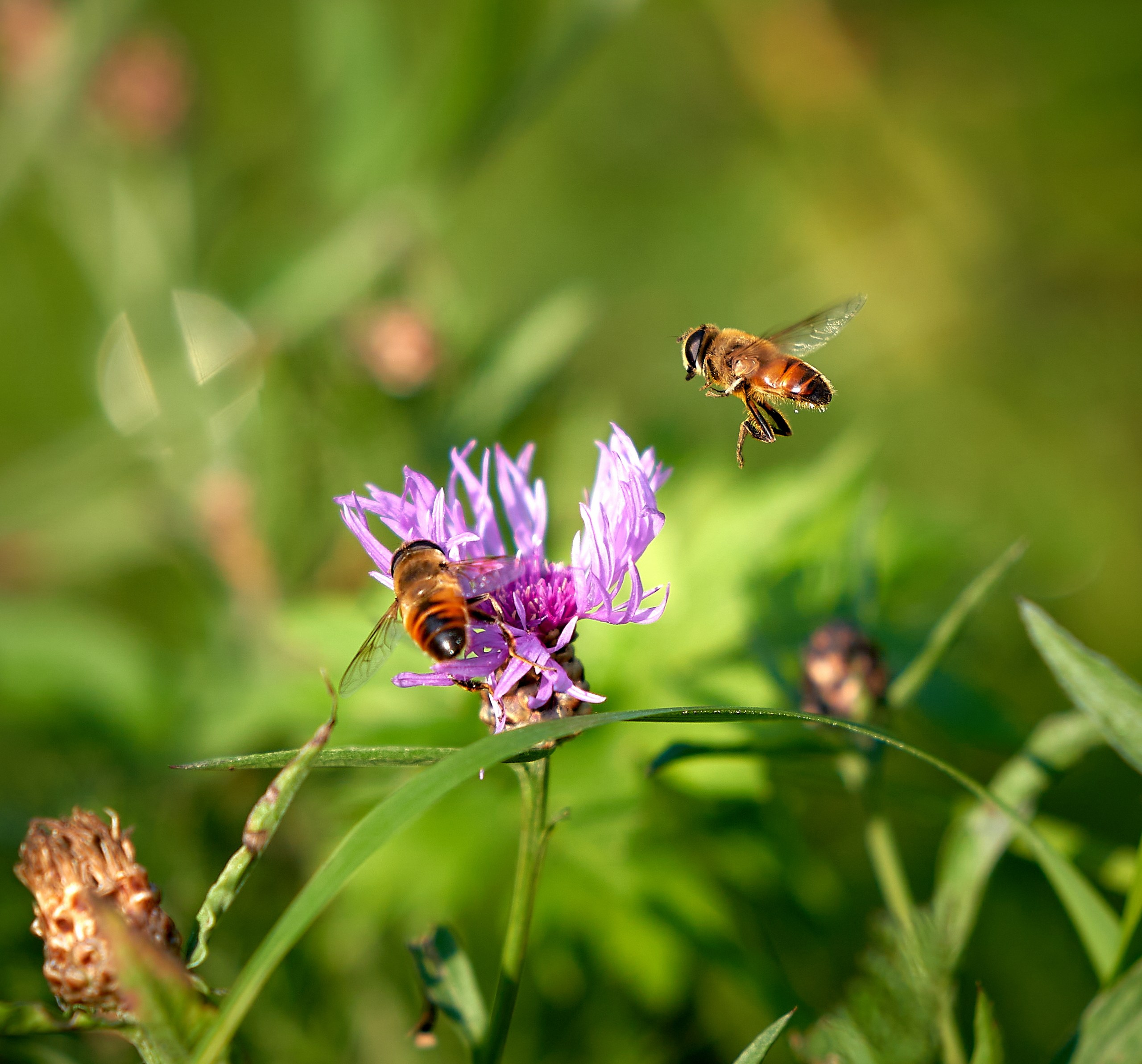 Макро-фото — галерея NATRIEL