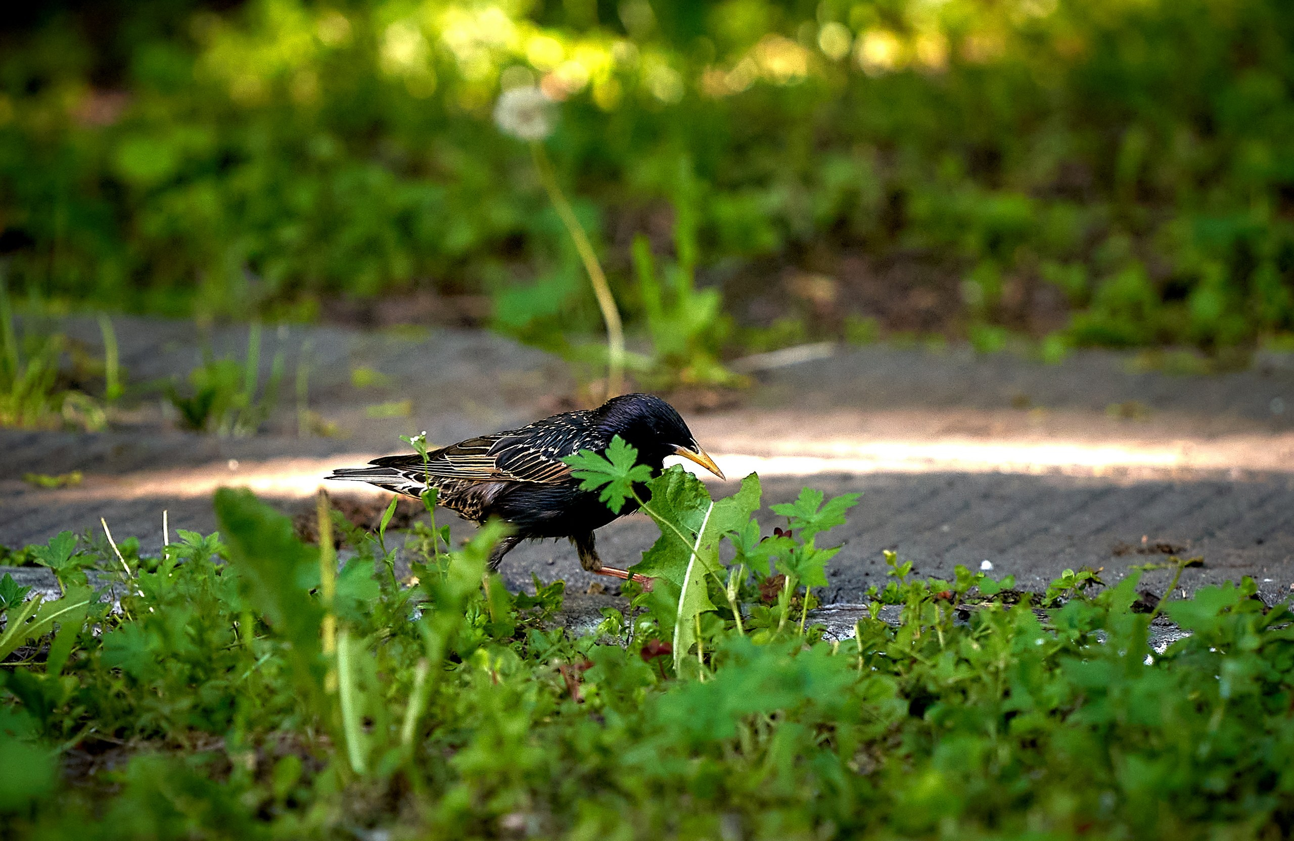 Фото птиц — галерея NATRIEL