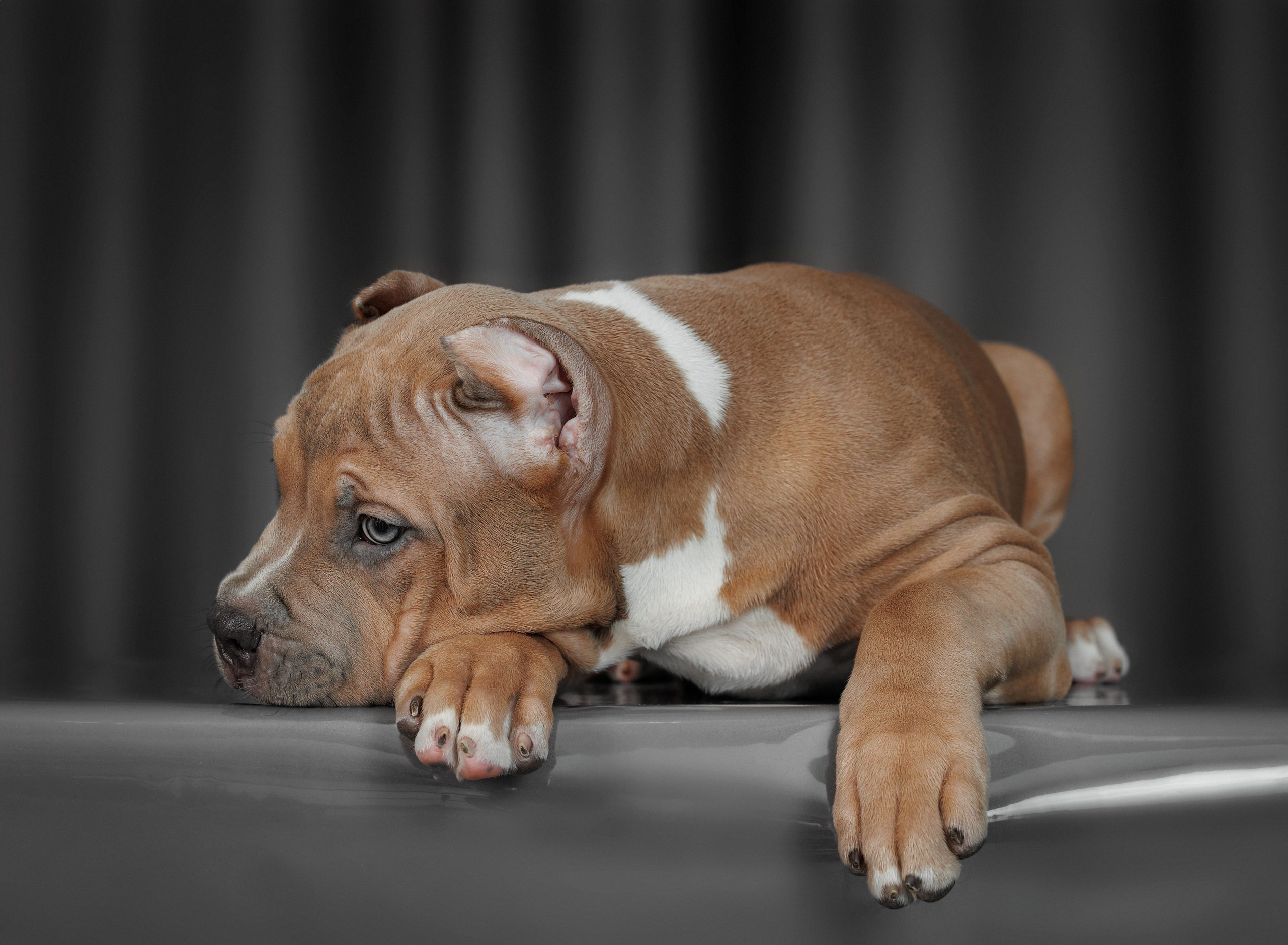 Щенки. Фотограф