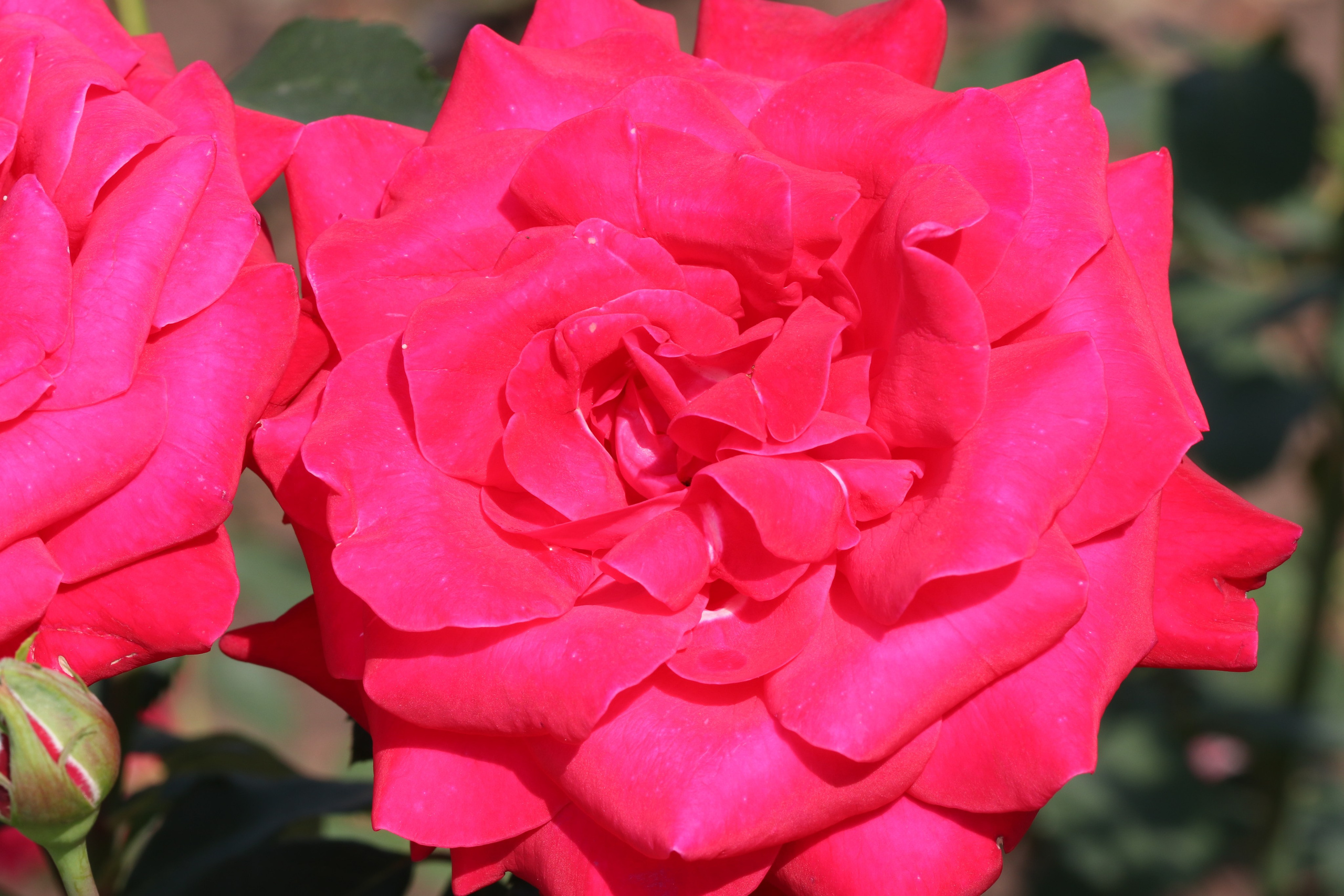 Долина роз в Кисловодске. Фото-художник и Репортажный фотограф Николаев Александр Алексеевич