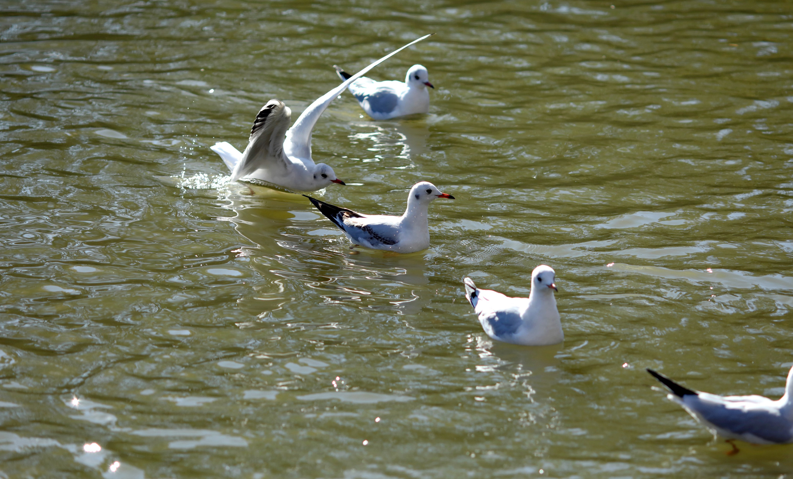 Птицы и животные южного региона. Фото-художник и Репортажный фотограф Николаев Александр Алексеевич