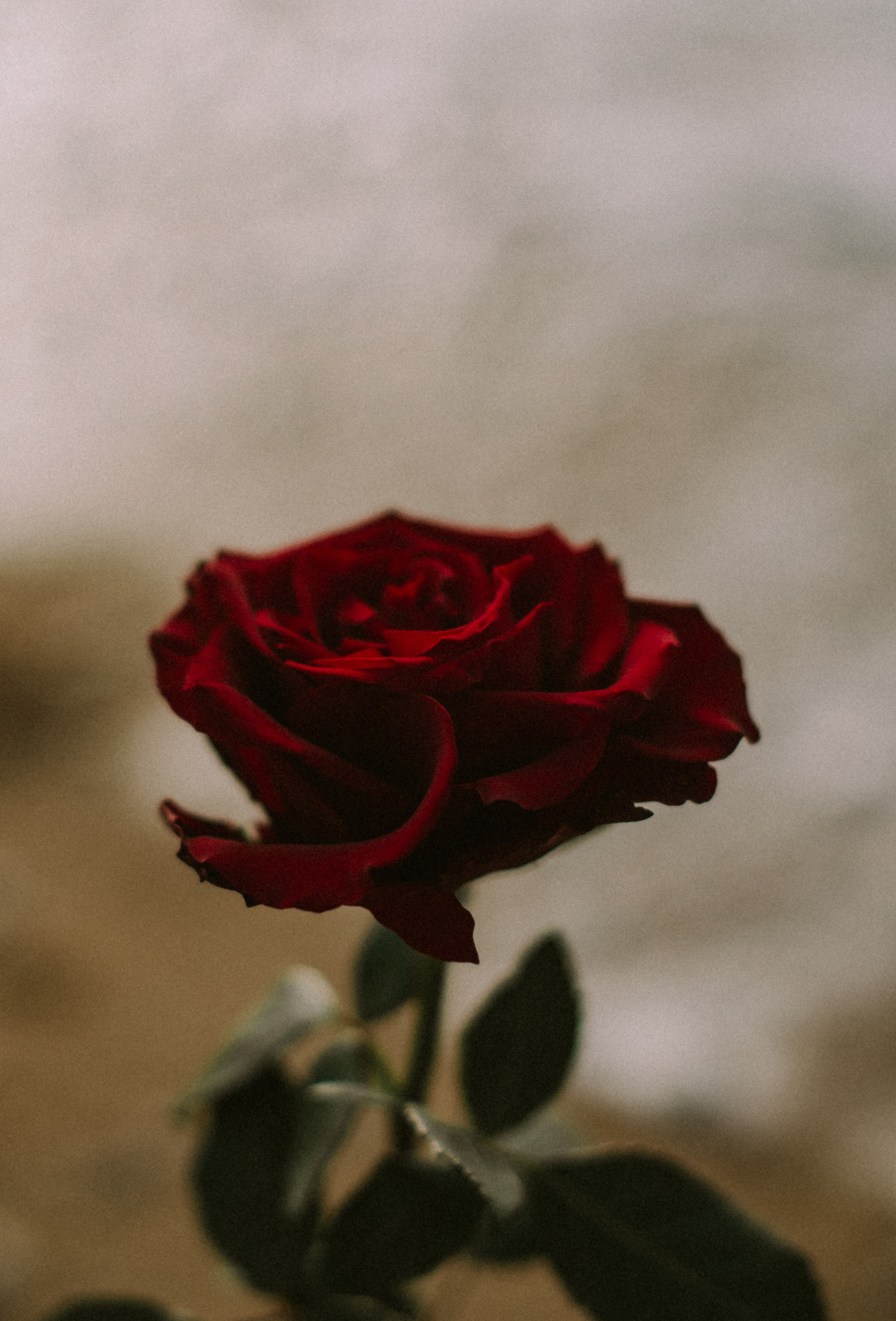 Настя.Розы.Море. Свадебный, женский, семейный фотограф в Севастополе Юлия Мошенко