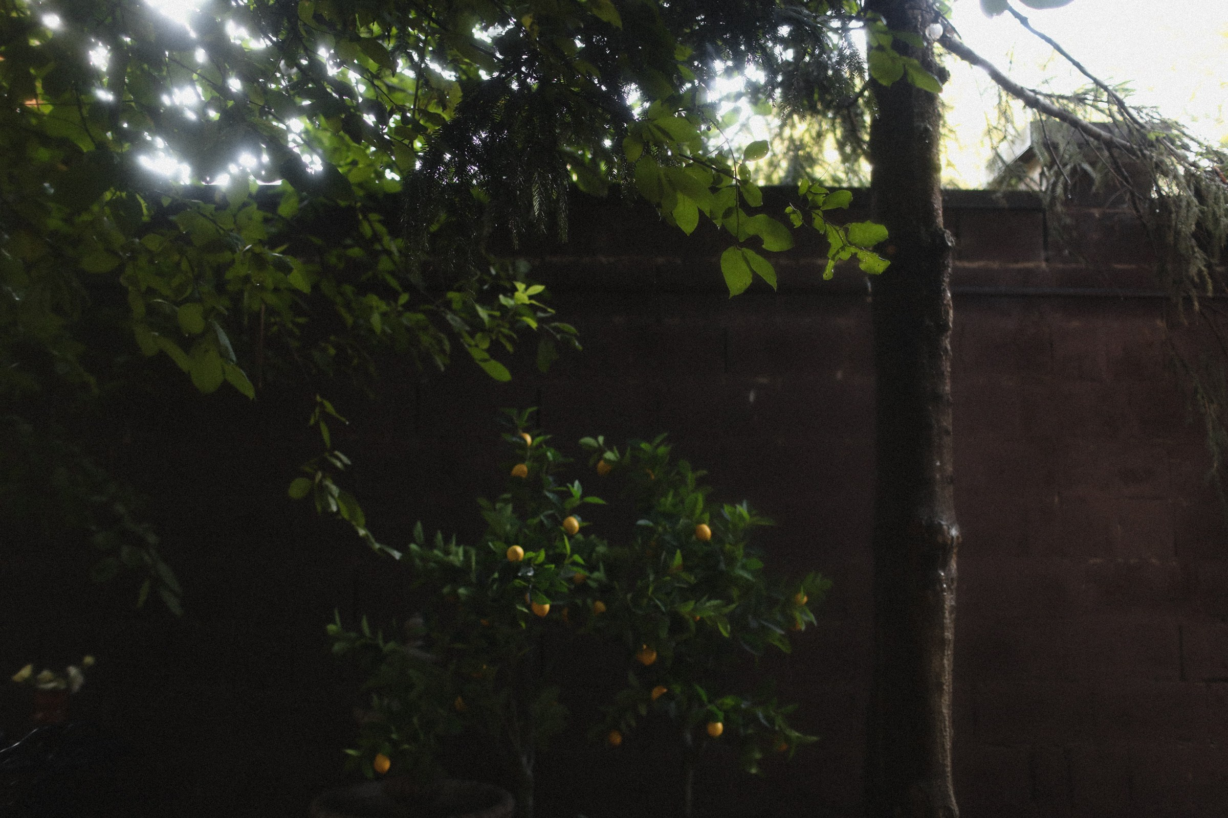 Сын. Семейный фотограф в Москве Алевтина Носова