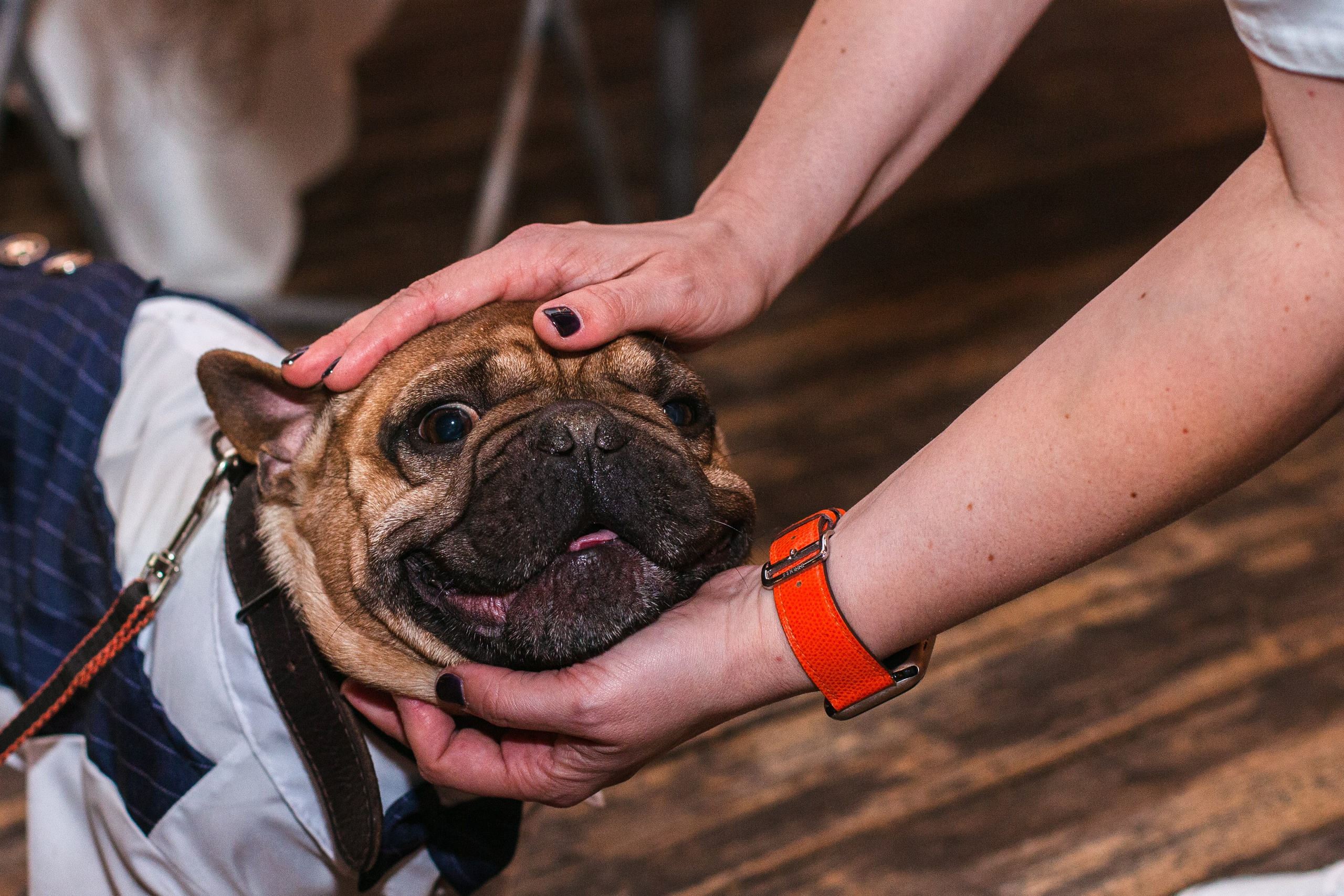 Бульбалл 23.04.2023. Фотограф-анималист Татьяна Степанова