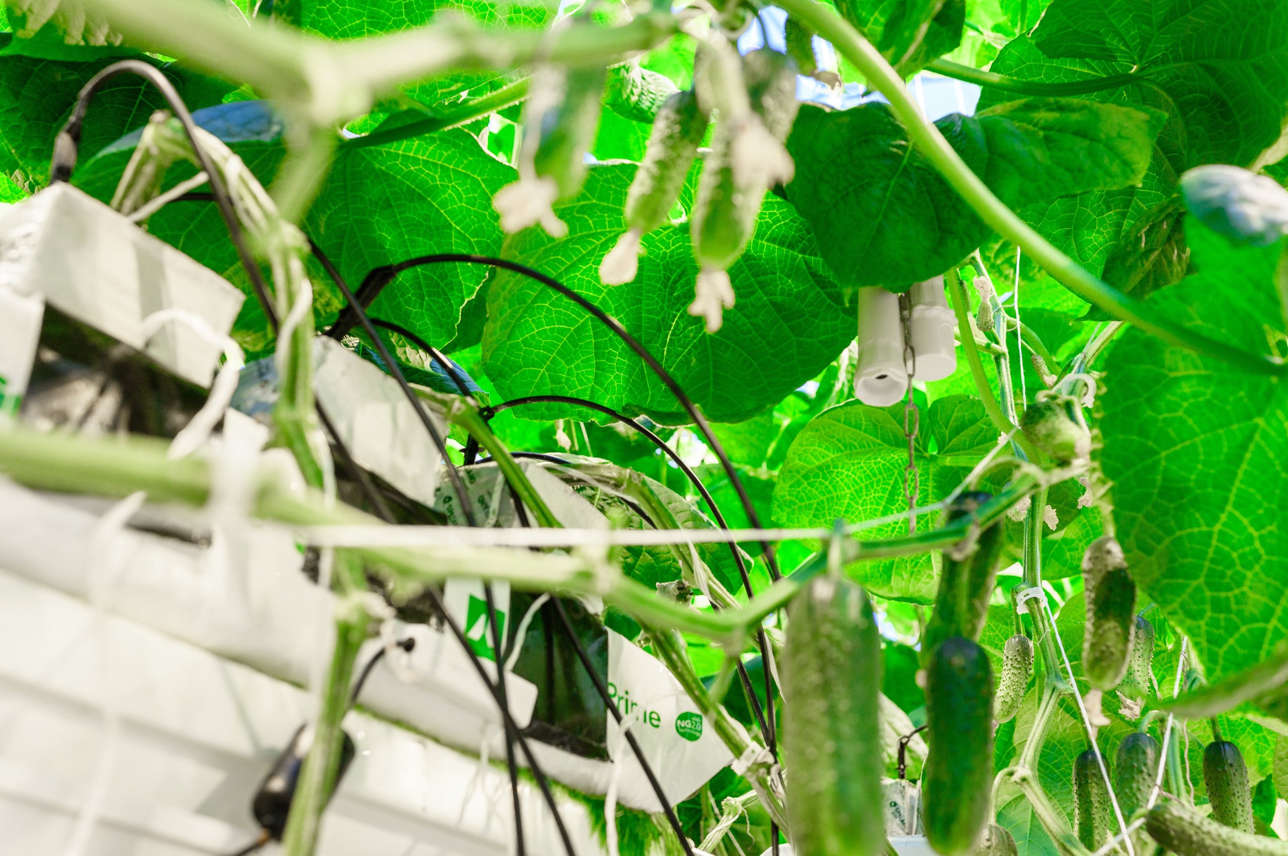 Тепличный комплекс «ПЕРМСКИЙ»