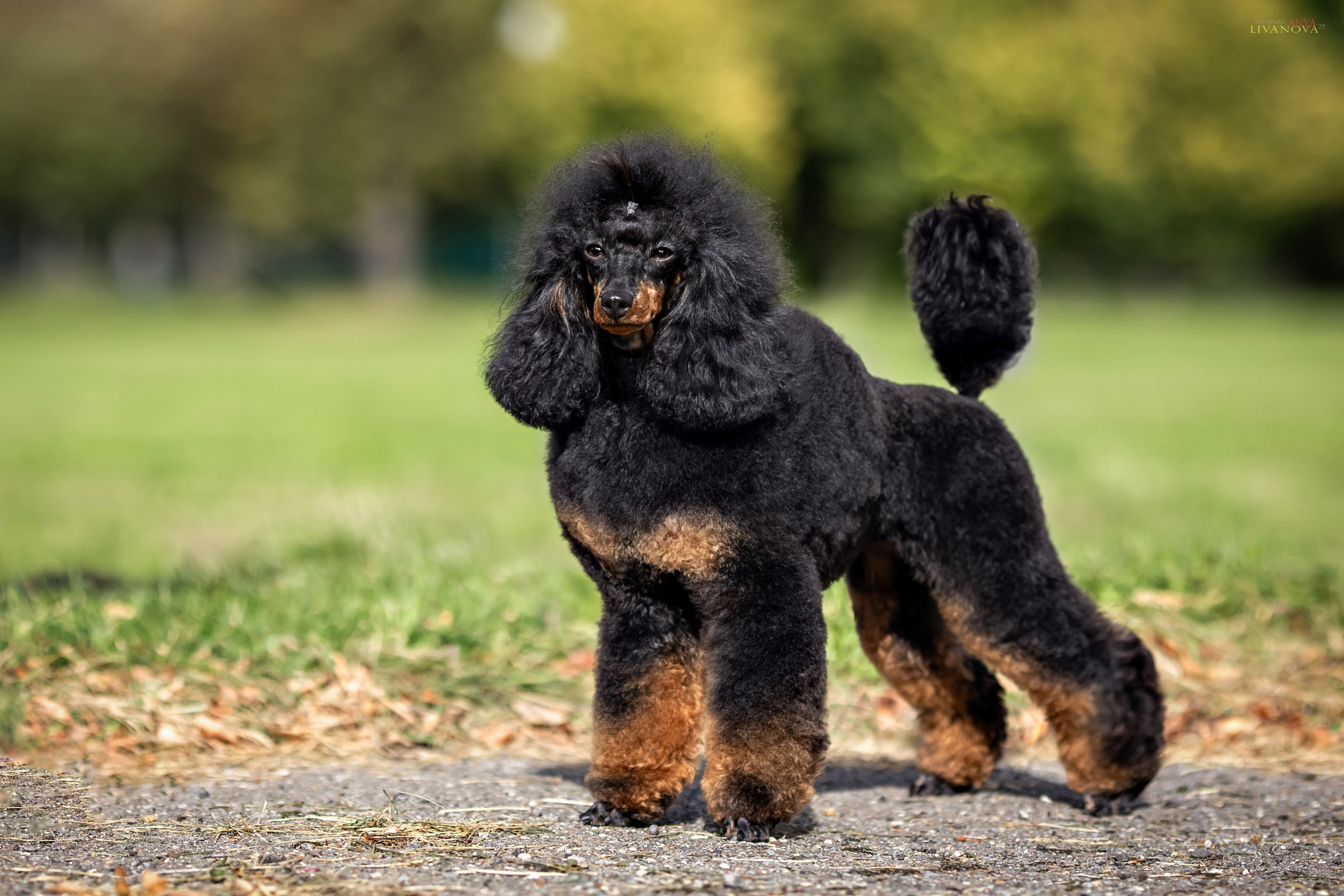 Пудель. Фотограф анималист Аня Ливанова | Рыбинск