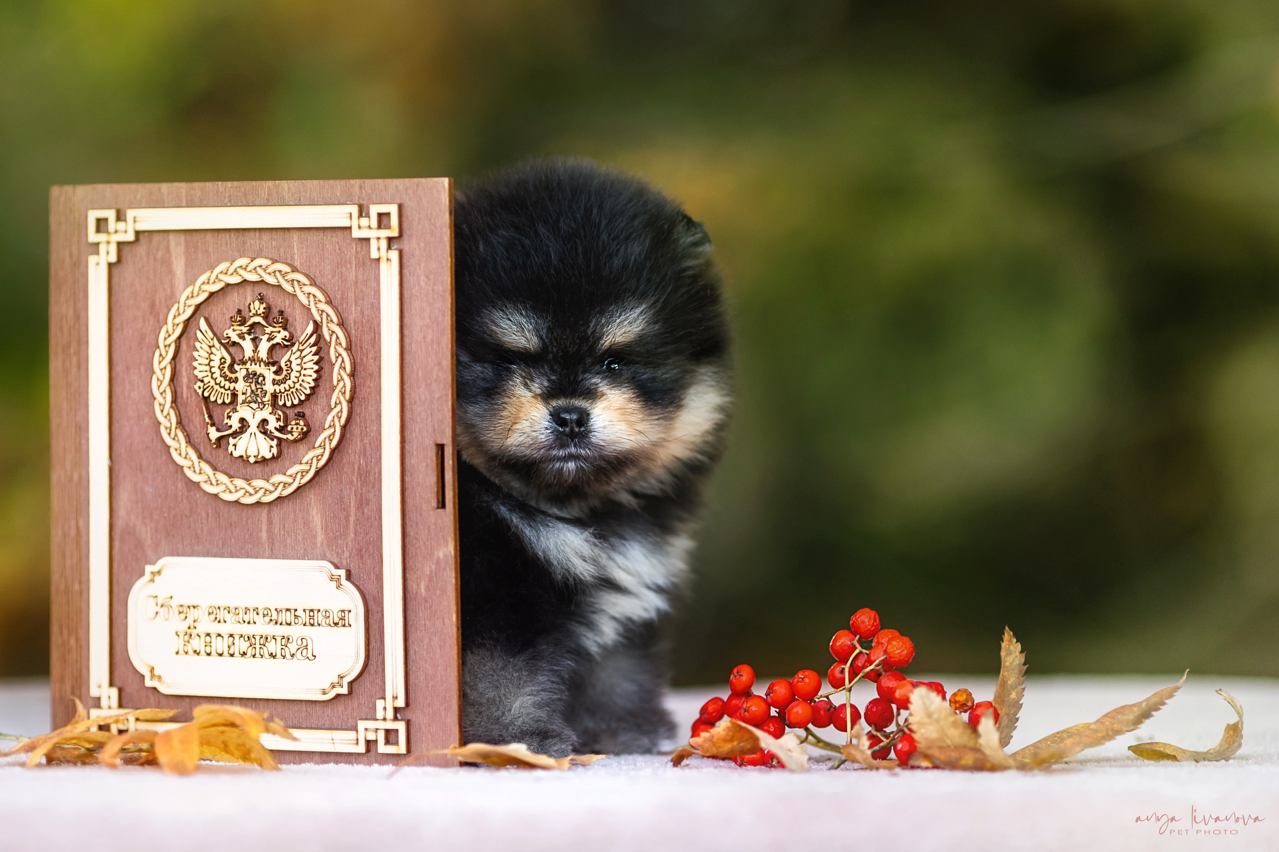 Шпицы. Фотограф анималист Аня Ливанова | Рыбинск