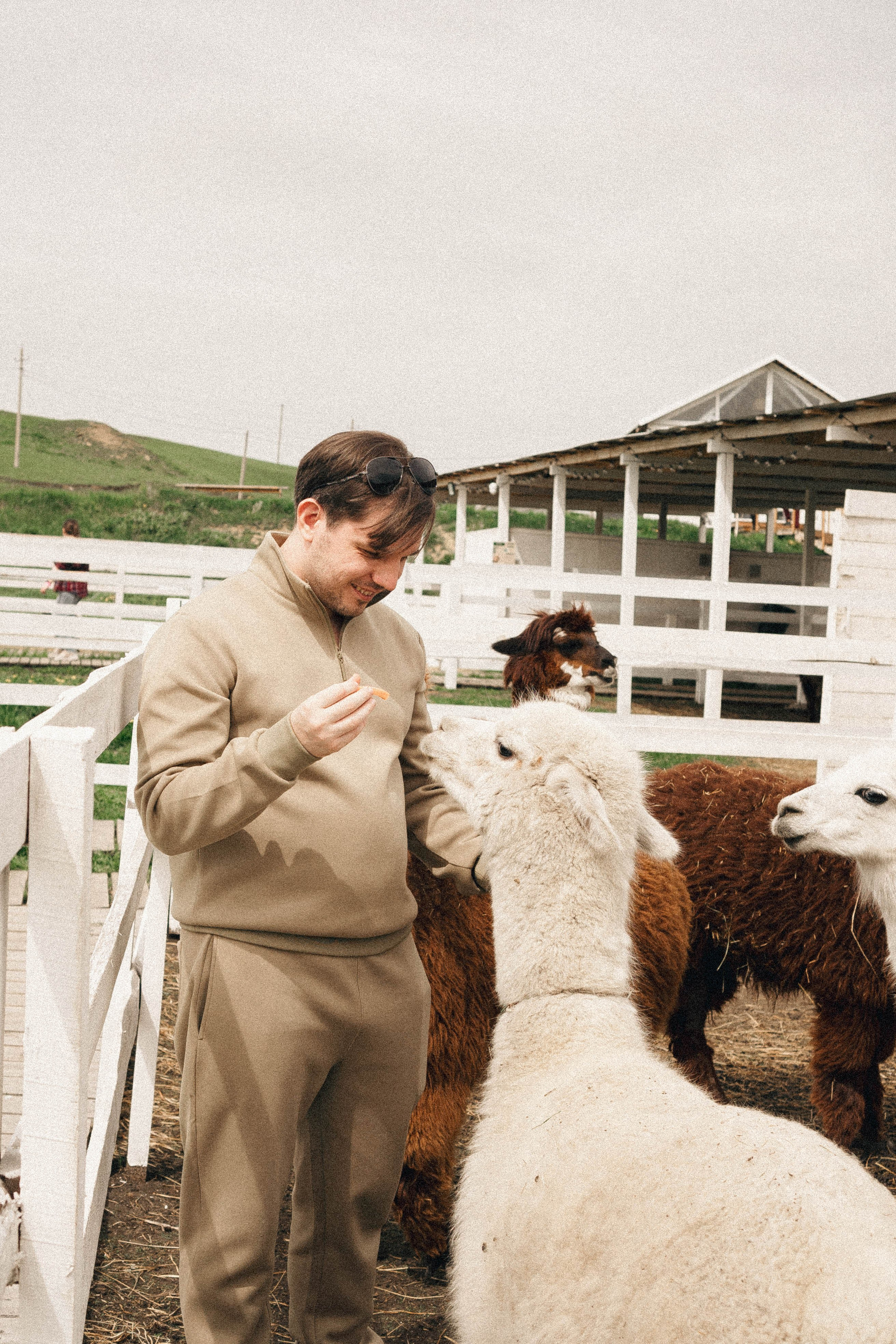 Ферма Альпак. Профессиональный фотограф, Санкт-Петербург — Виктория Богомолова