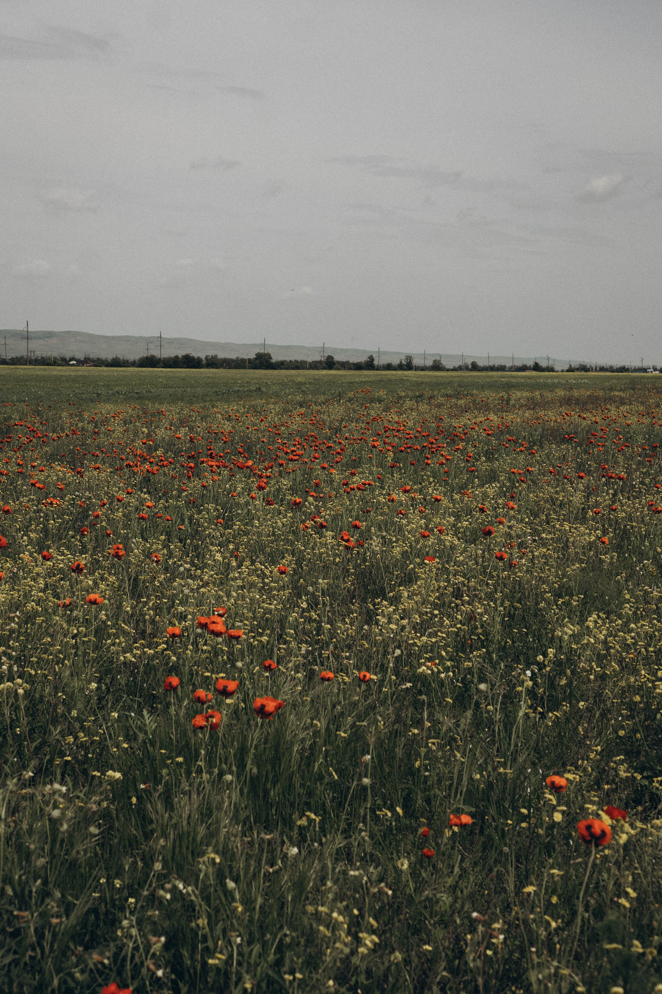 Кавказ. Профессиональный фотограф, Санкт-Петербург — Виктория Богомолова