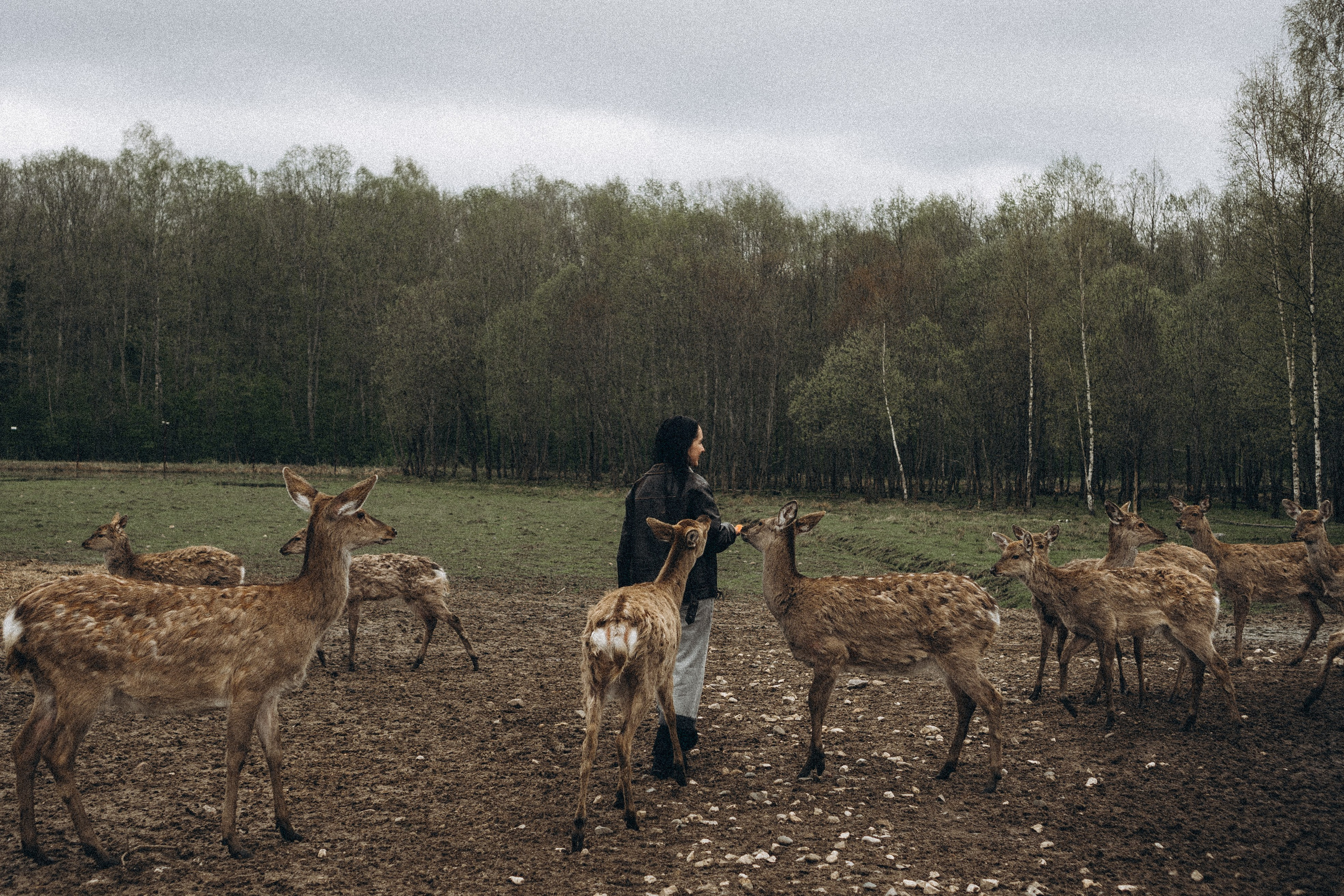 ОЛЕНЬЯ ФЕРМА В ТВЕРИ. Профессиональный фотограф, Санкт-Петербург — Виктория Богомолова