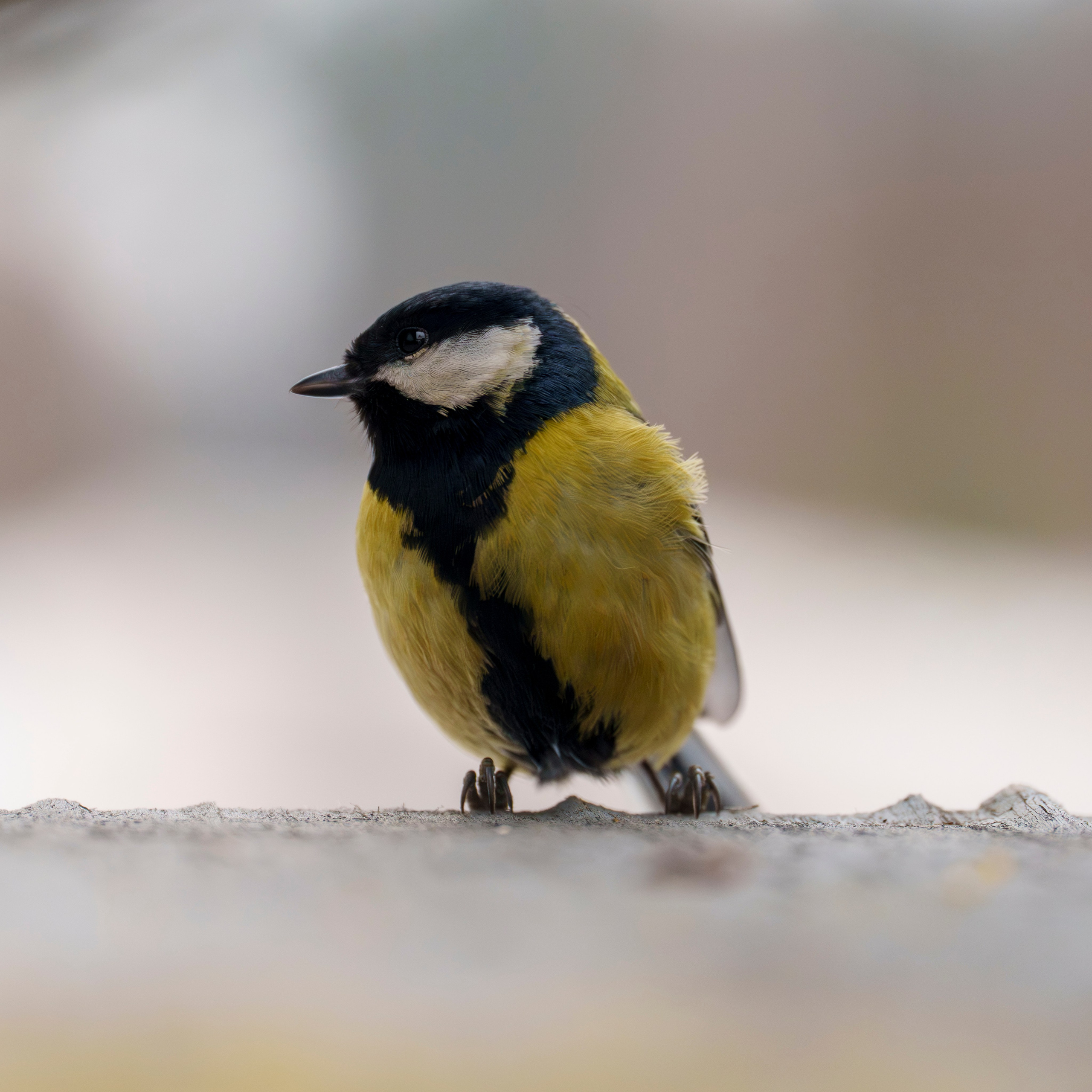 Animals — Животные