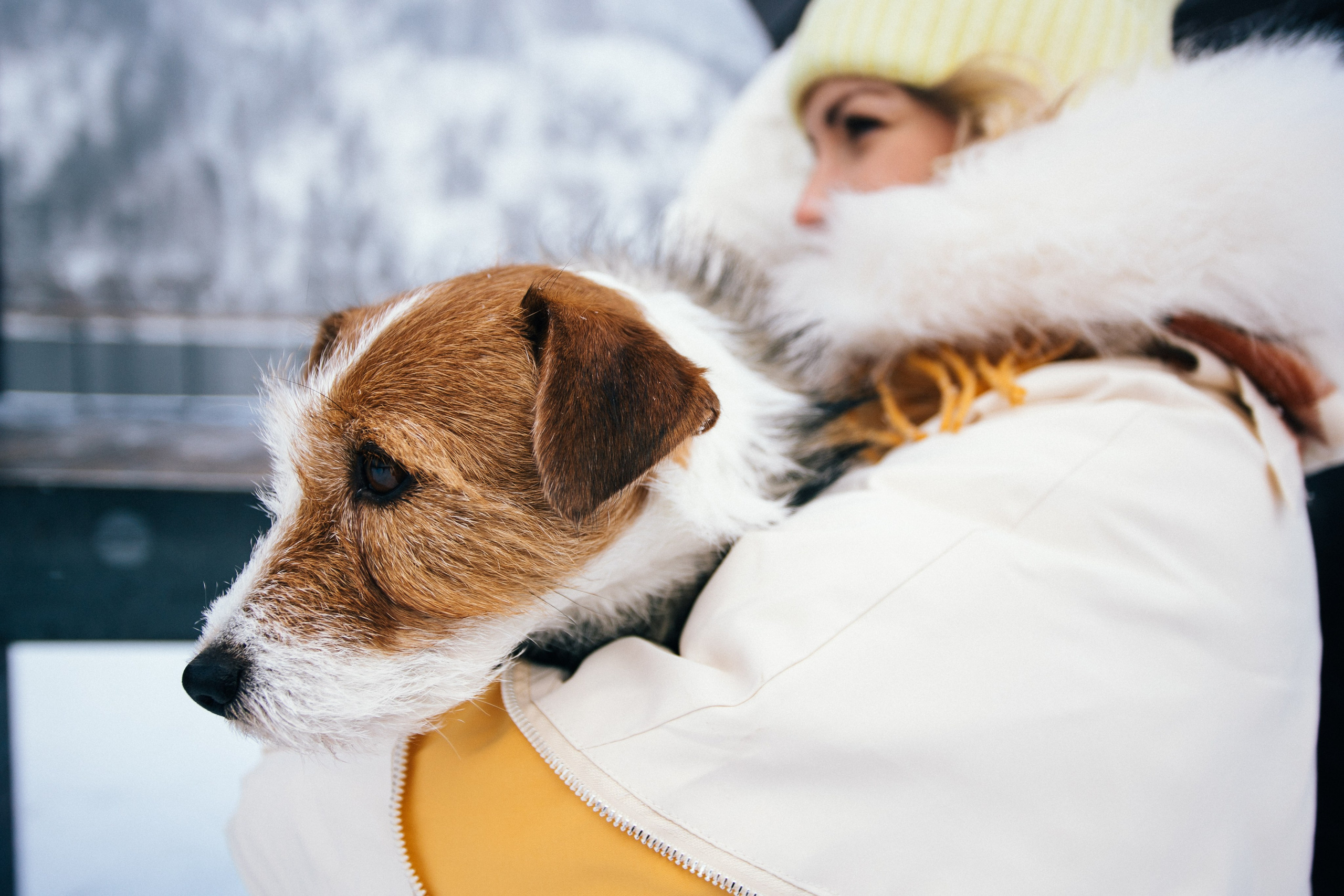 Фотосессии собак. Фотограф Дарья Локотко в Красноярске