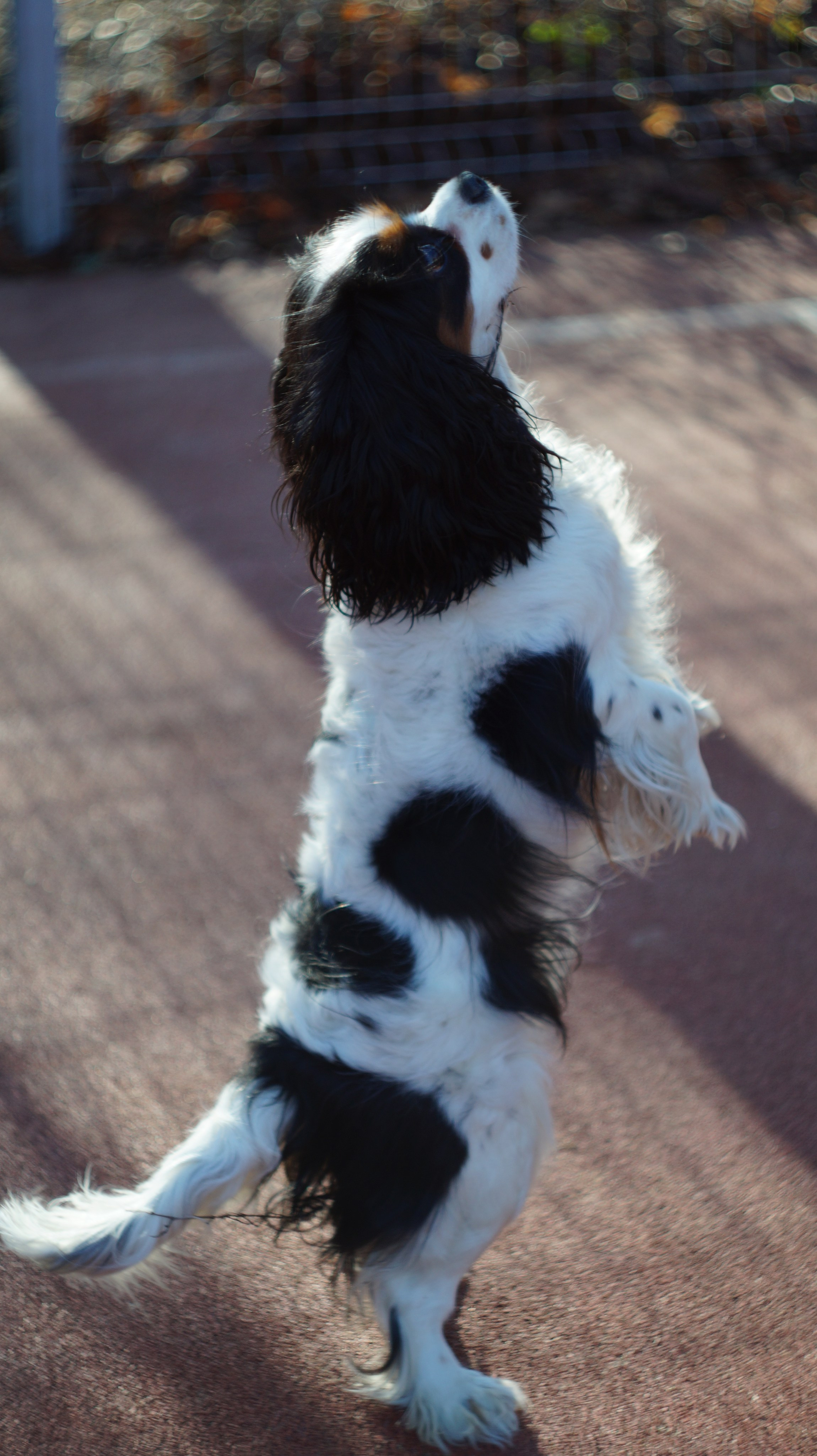 Dogs street. Профессиональный фотограф