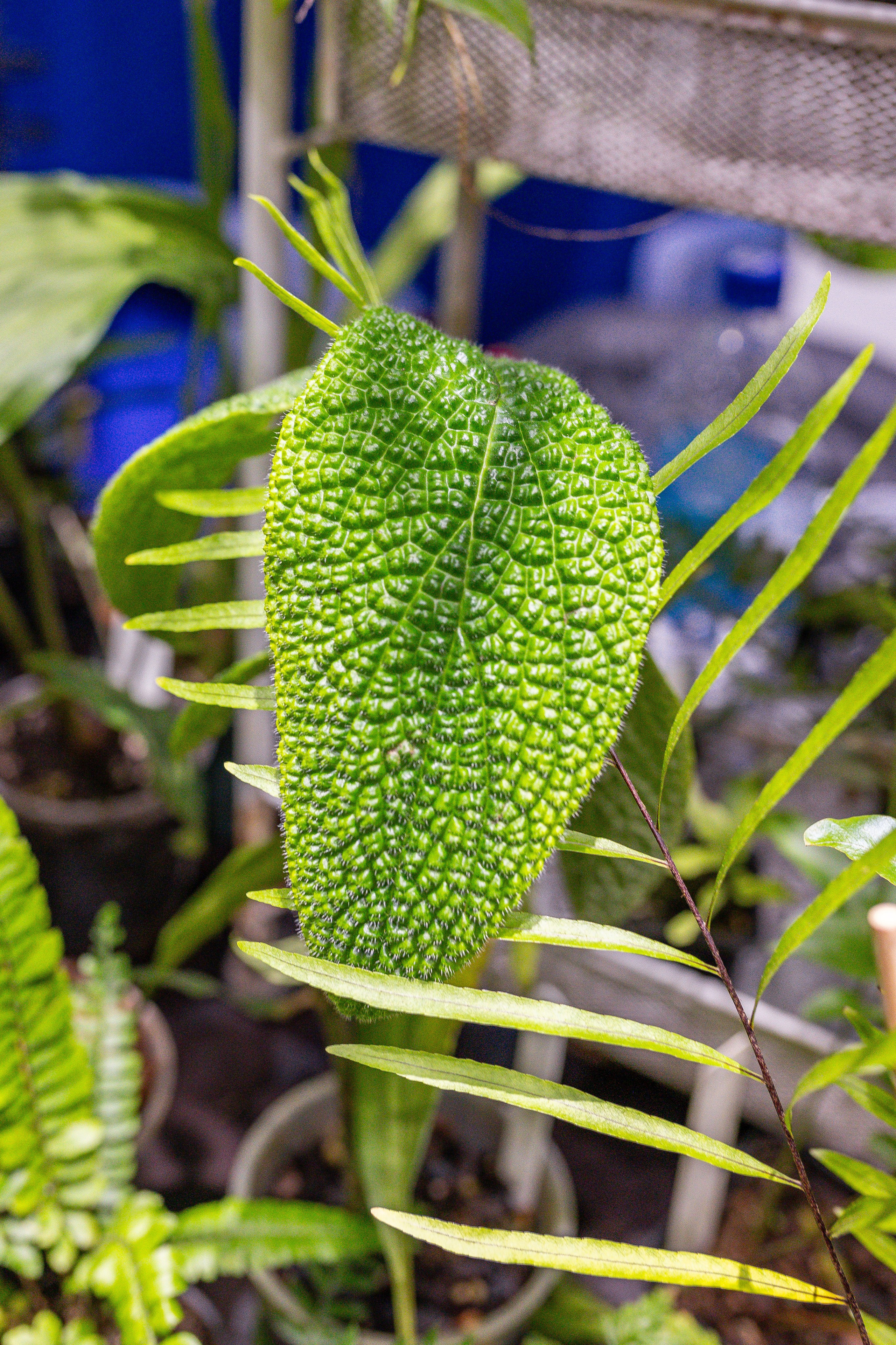 Орхидиум 12.2025. Александра Куликова фотограф, Москва