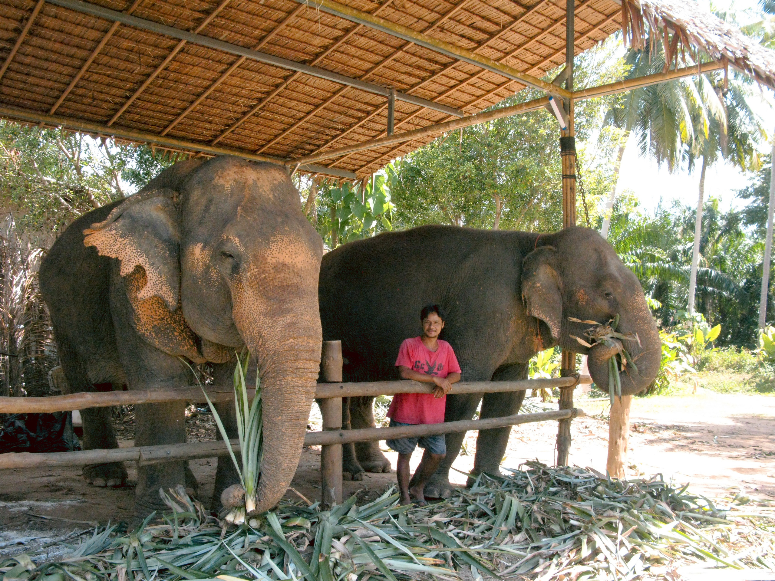 Thai. Фотограф Миланазавр