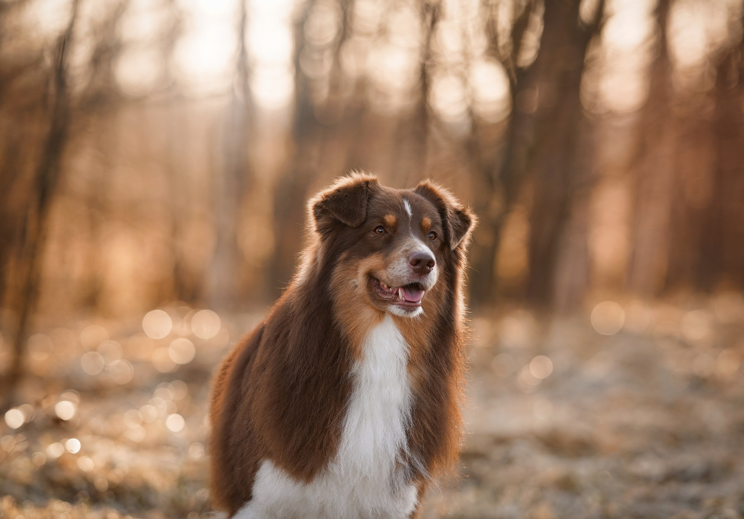 Кристина Рокки и Валькирия. Фотограф-анималист в Санкт-Петербурге Яна Мартынова