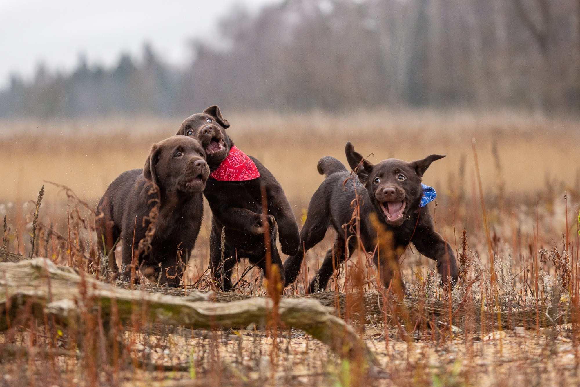 Фотосъёмки щенков. Фотограф-анималист Natalia Deingel | Фотосъемка собак в Москве