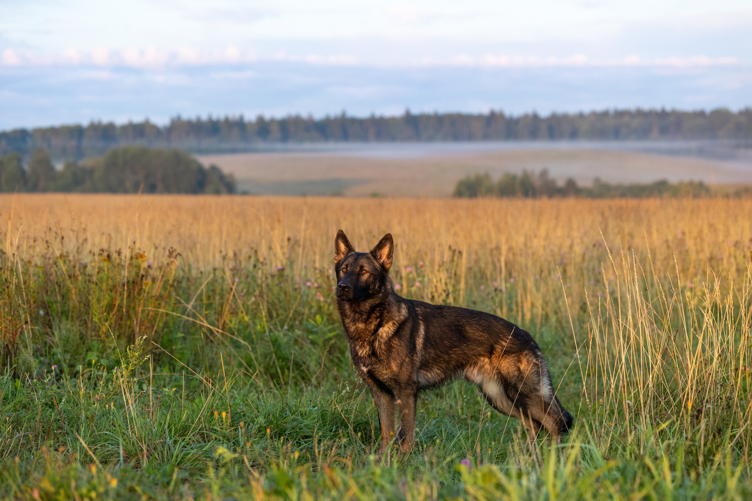 Немецкие овчарки Кетчер и Роскошь. Фотограф-анималист Natalia Deingel | Фотосъемка собак в Москве
