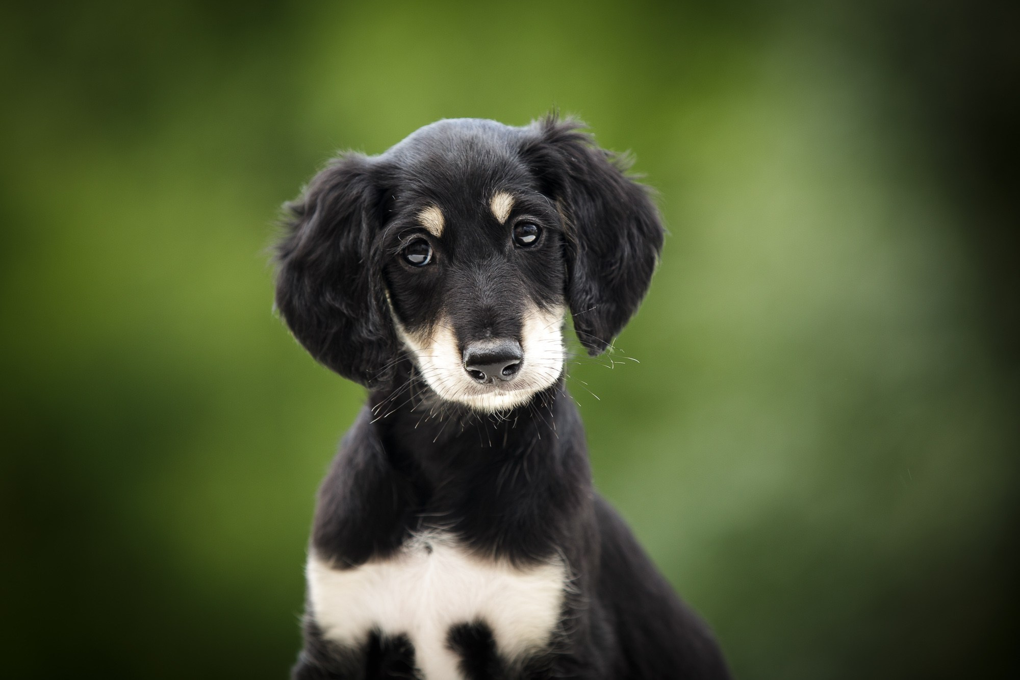 Фотосъёмки щенков. Фотограф-анималист Natalia Deingel | Фотосъемка собак в Москве