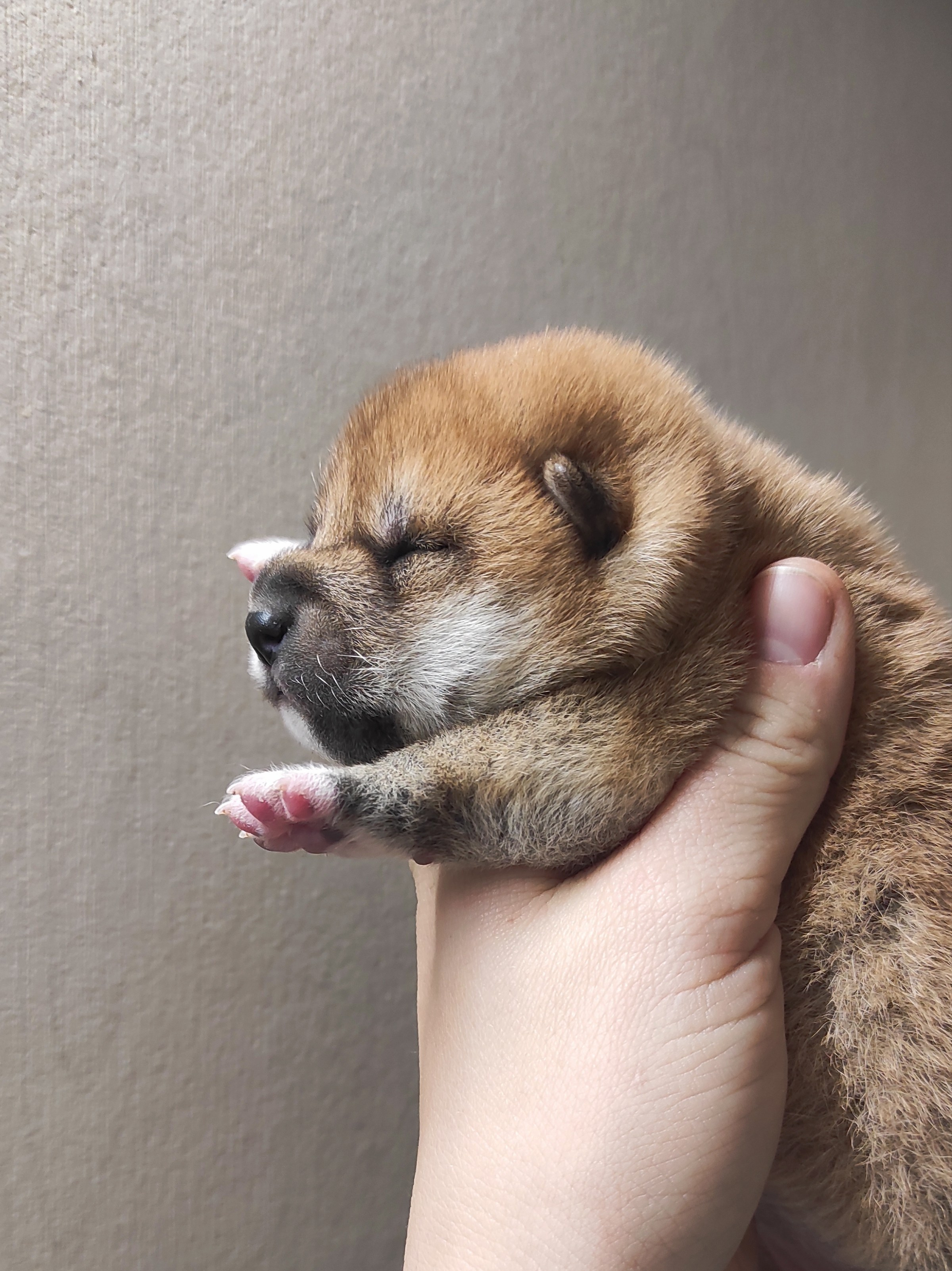 сиба питомник Рубилайт щенки на продажу rubylight  сиба щенки купить СПб Санкт-Петербург 