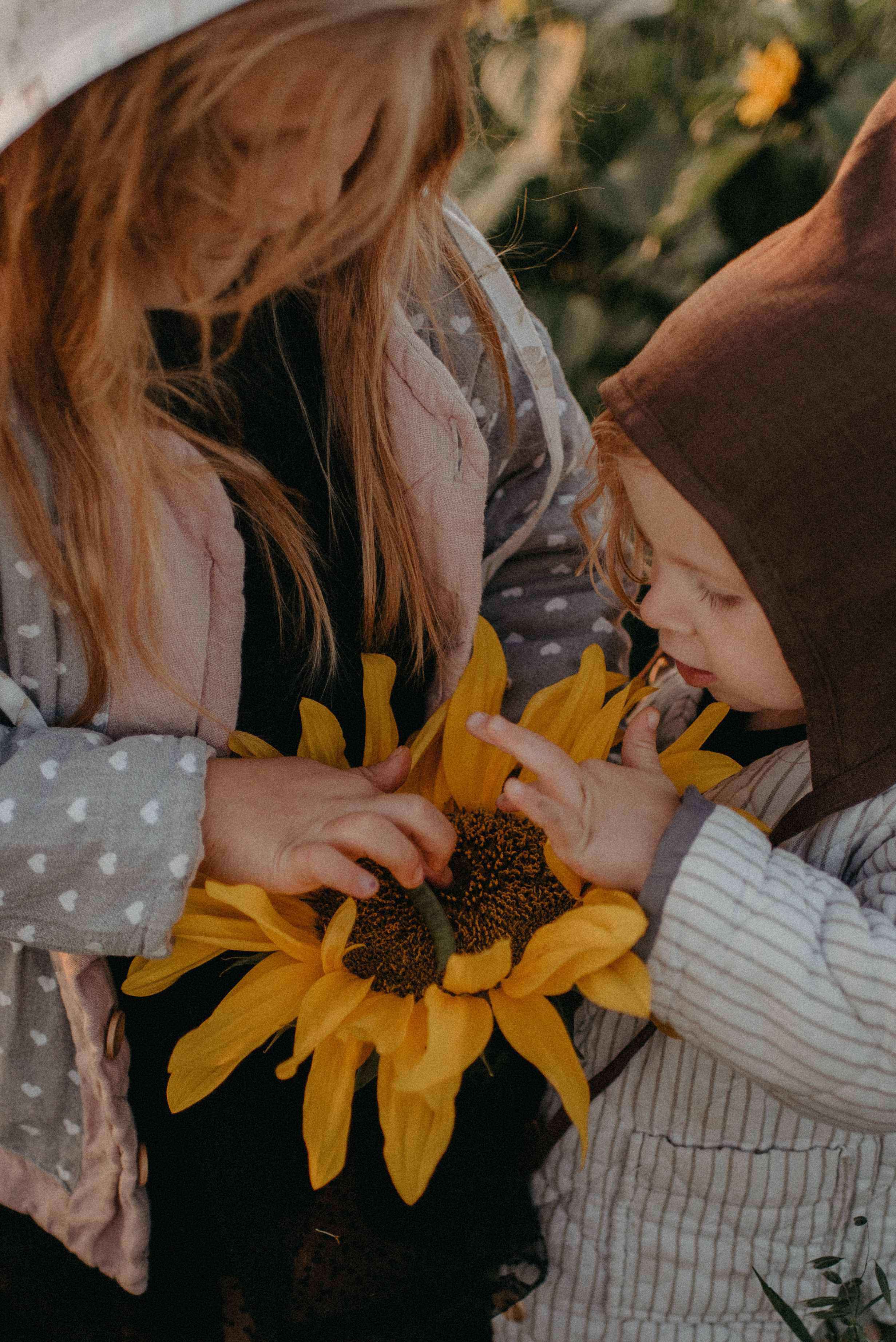 Подсолнухи. Главная